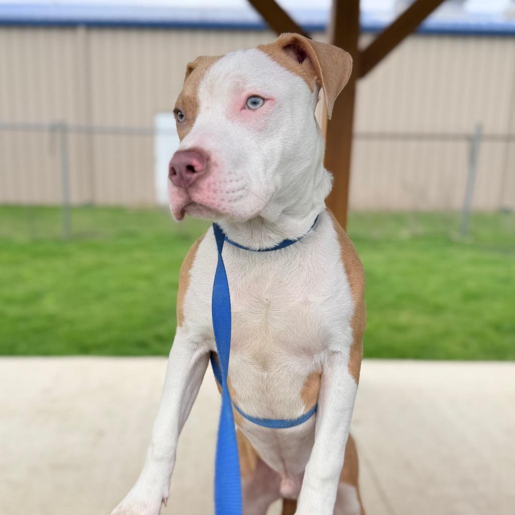 Enlarge Barret, a Adoptable mixed breed in Champaign, IL image 4/5