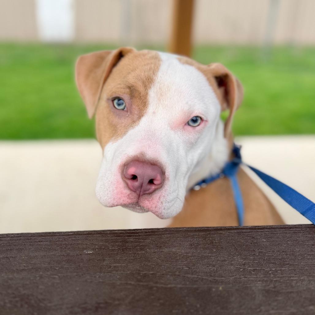 Enlarge Barret, a Adoptable mixed breed in Champaign, IL image 5/5