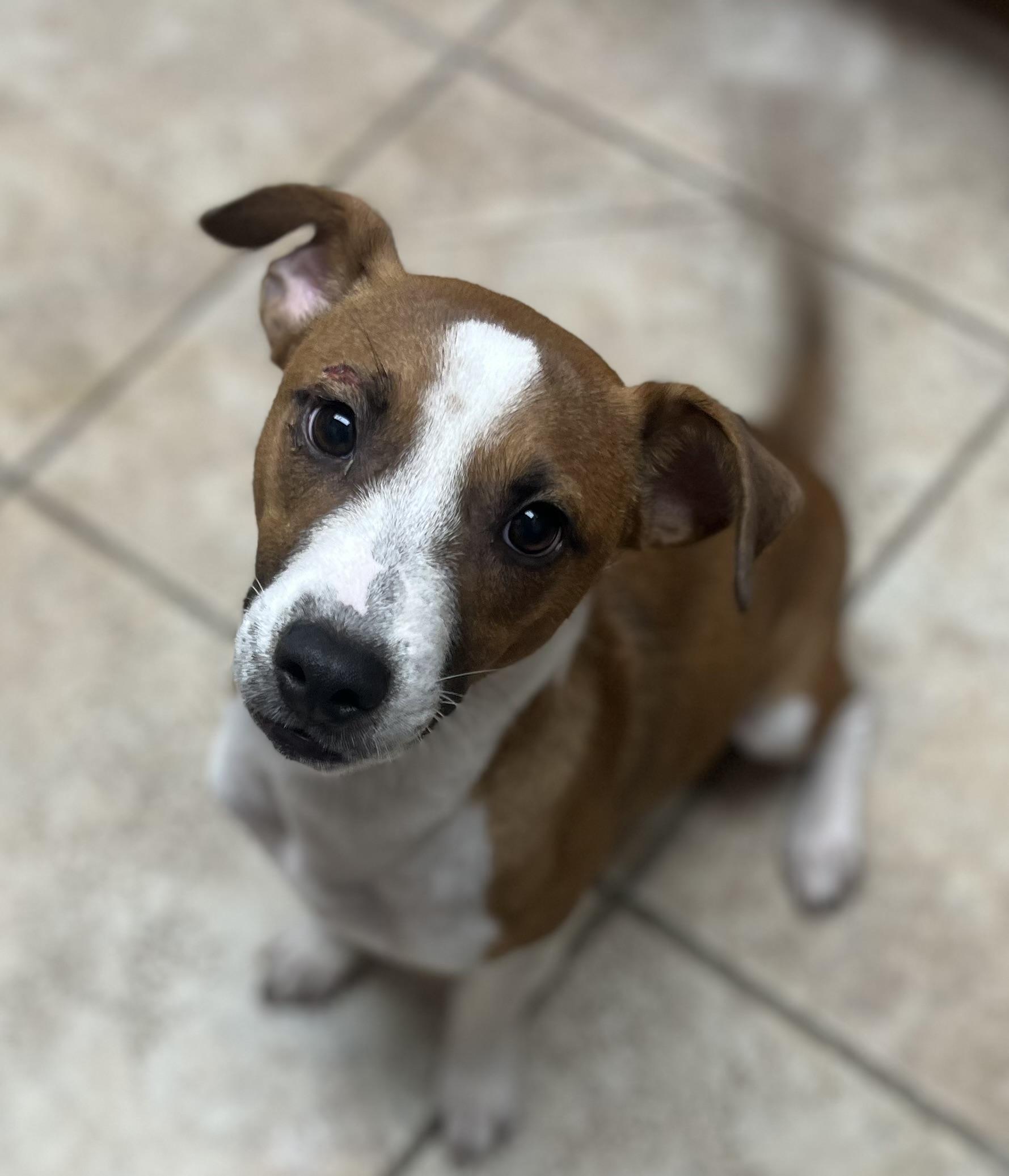 Enlarge Buddy, a Adoptable mixed breed in Elkhorn, WI image 1/6