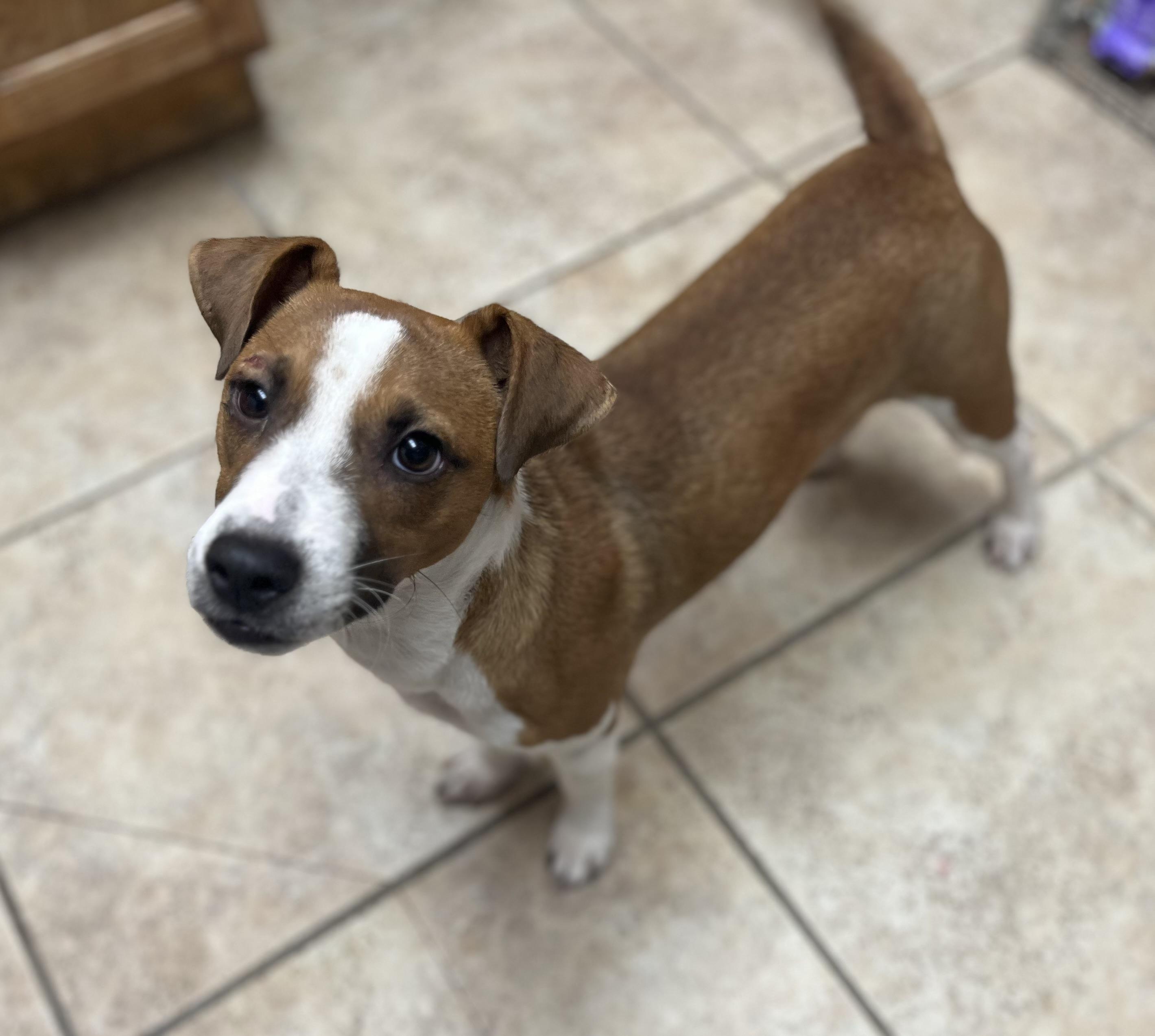 Enlarge Buddy, a Adoptable mixed breed in Elkhorn, WI image 5/6