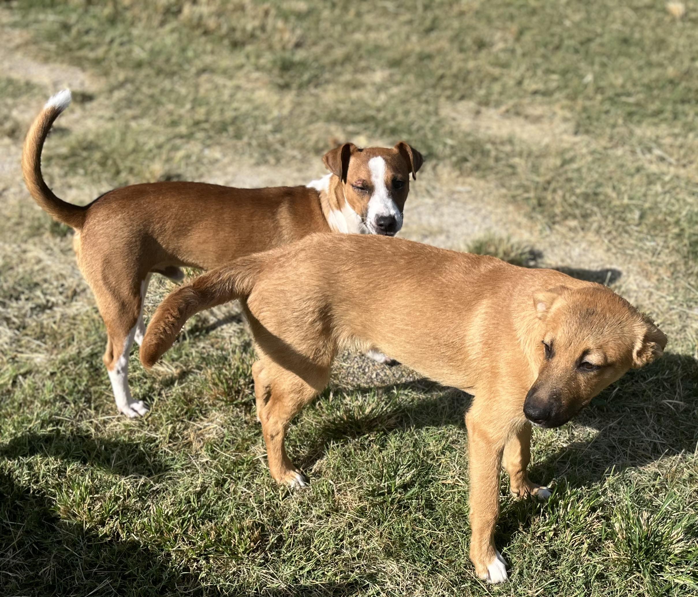 Enlarge Buddy, a Adoptable mixed breed in Elkhorn, WI image 3/6
