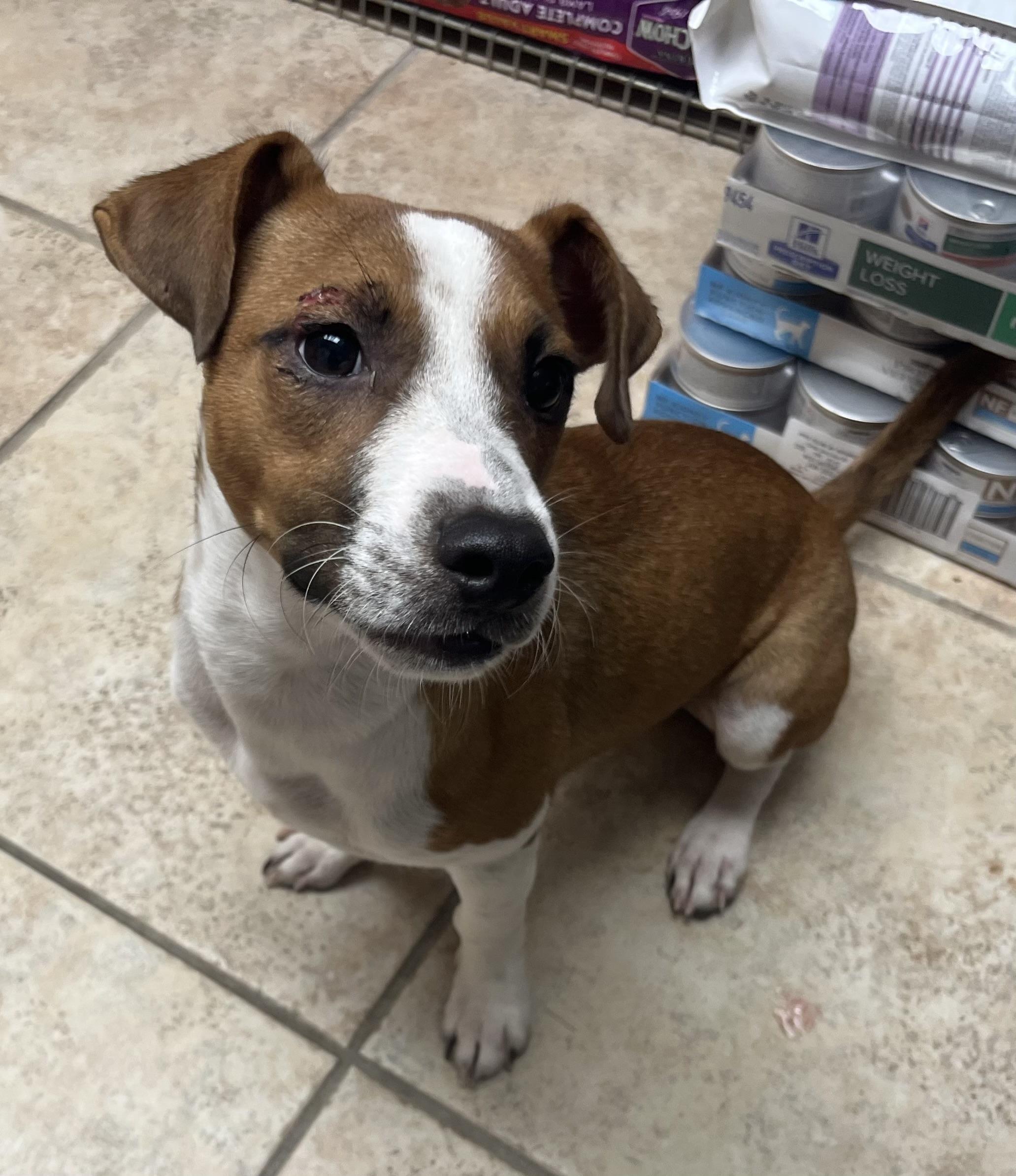 Enlarge Buddy, a Adoptable mixed breed in Elkhorn, WI image 6/6