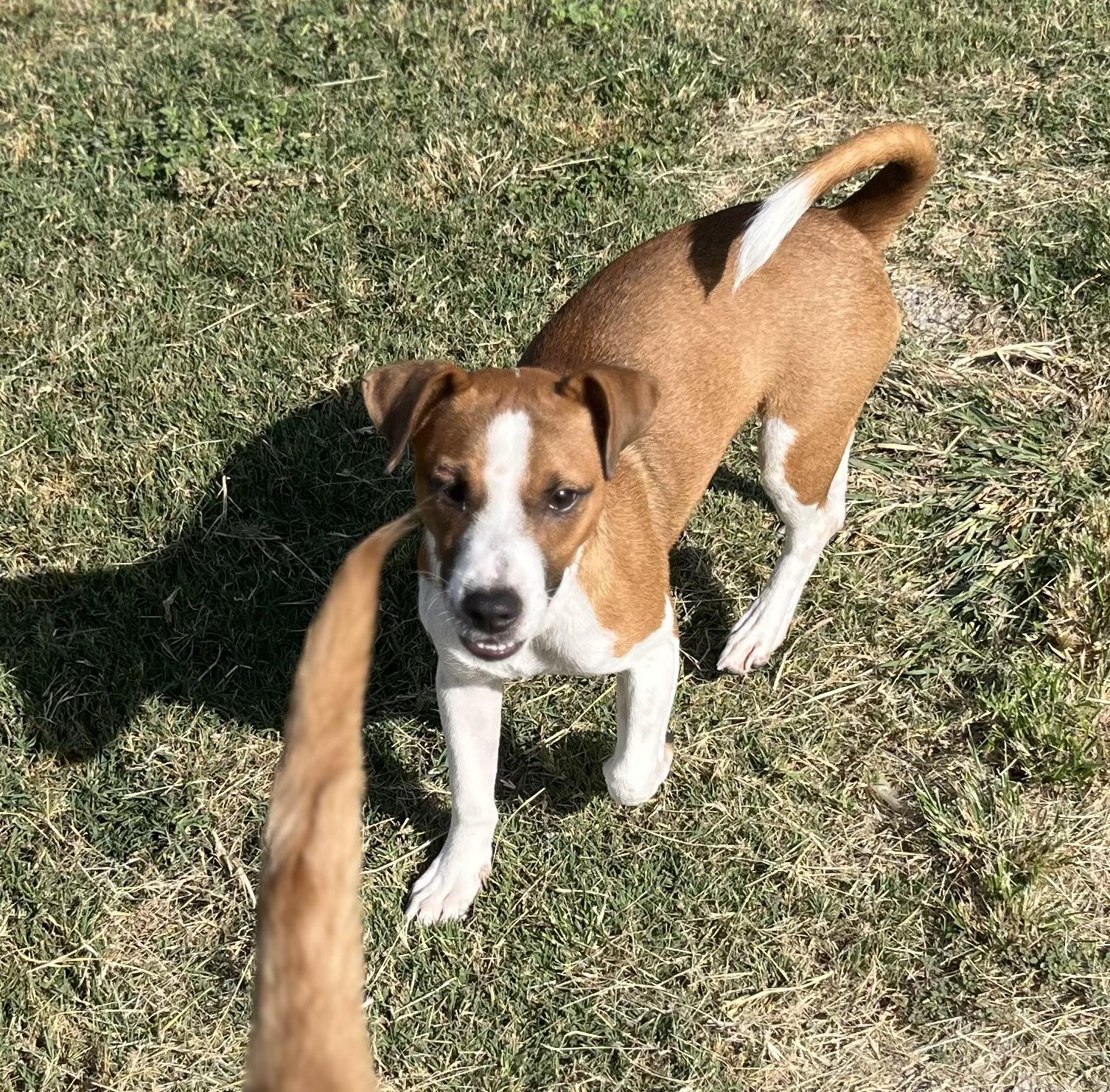 Enlarge Buddy, a Adoptable mixed breed in Elkhorn, WI image 2/6