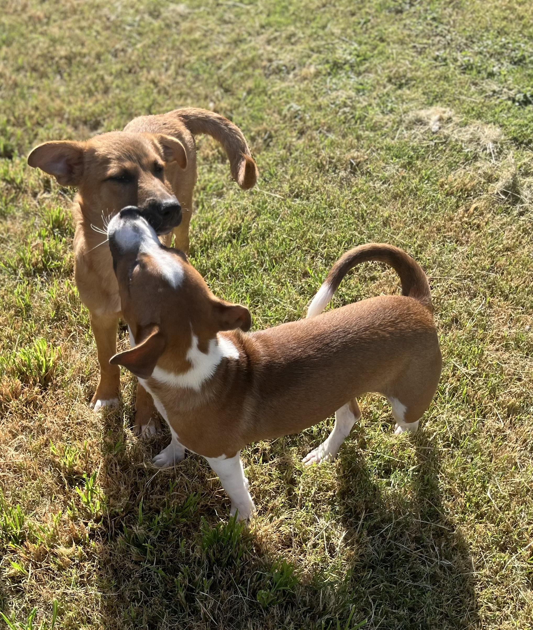 Enlarge Buddy, a Adoptable mixed breed in Elkhorn, WI image 4/6