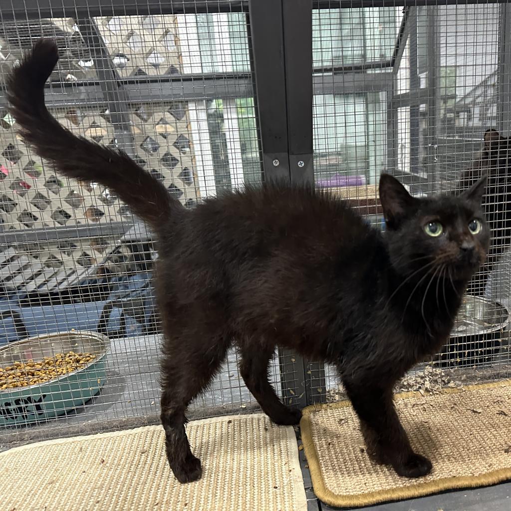 Enlarge Nathalie, a Adoptable mixed breed in Nokesville, VA image 1/4