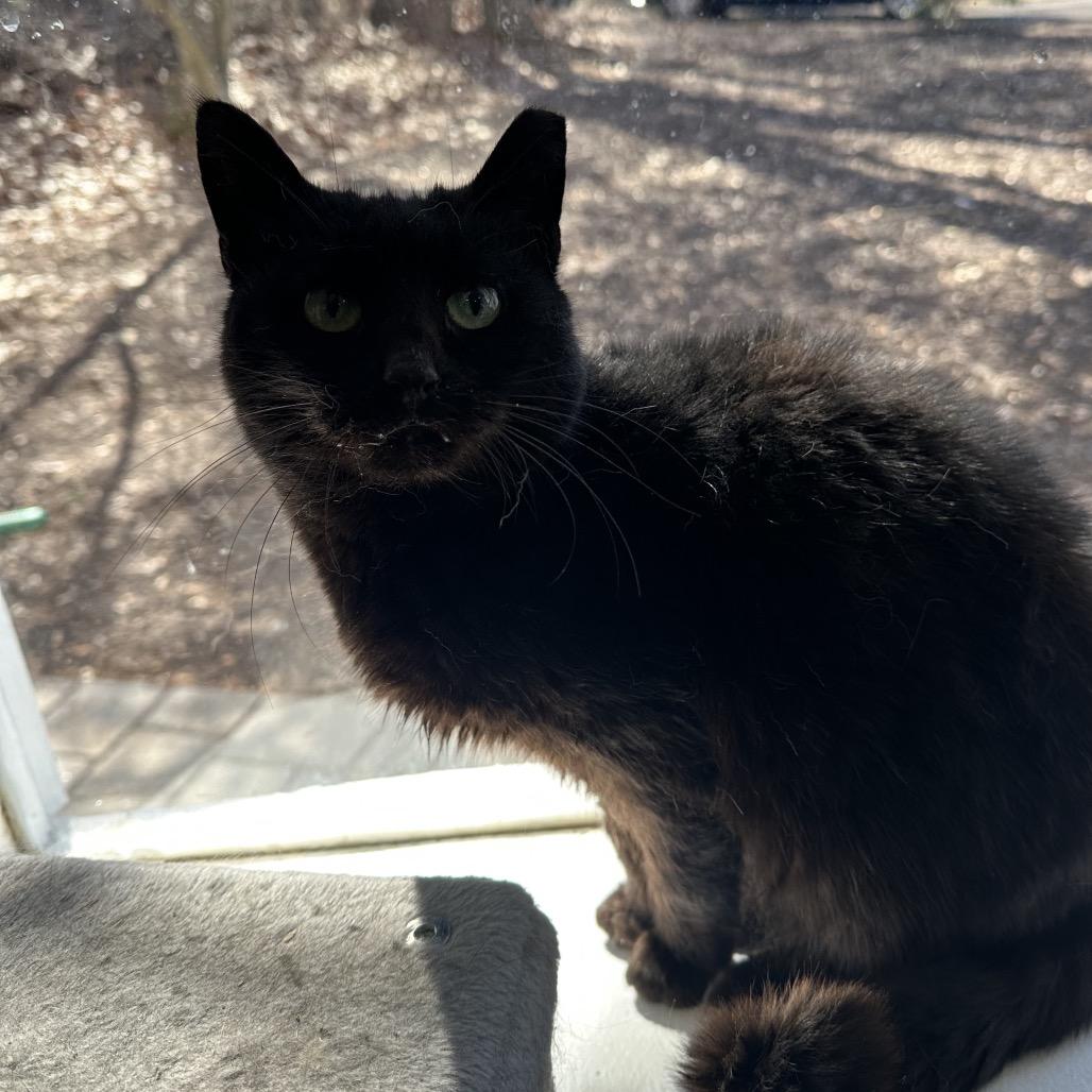 Enlarge Nathalie, a Adoptable mixed breed in Nokesville, VA image 3/4