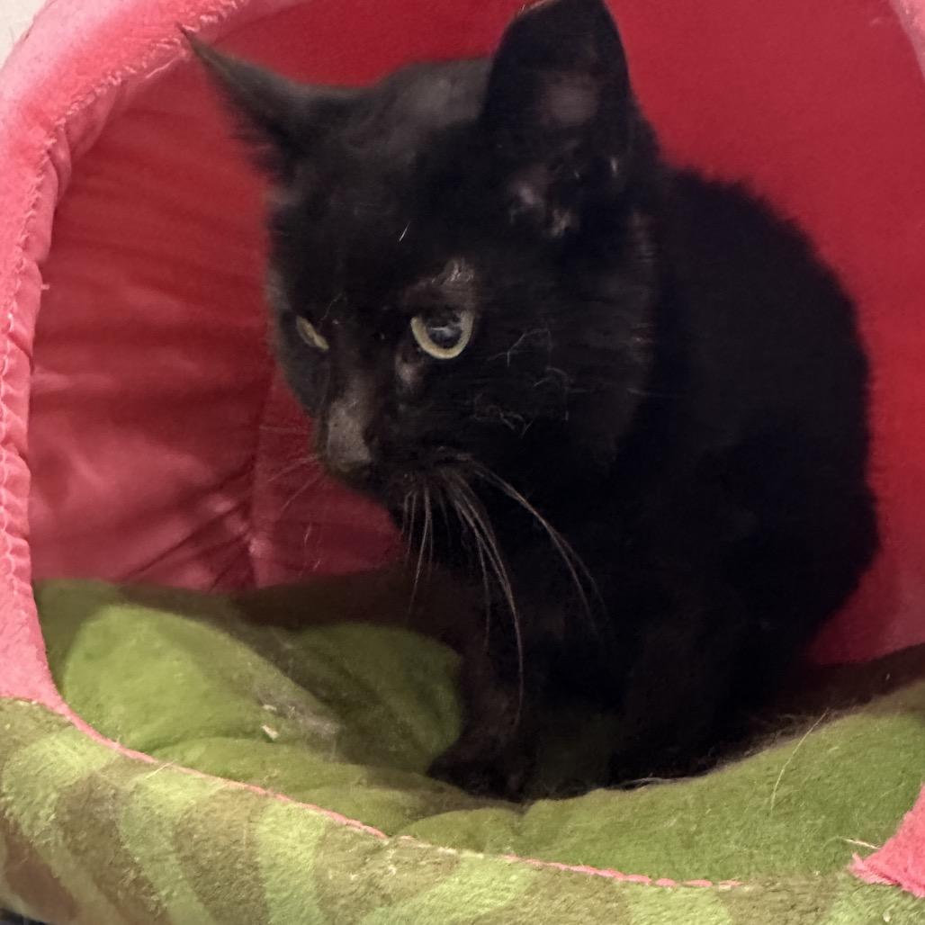 Enlarge Nathalie, a Adoptable mixed breed in Nokesville, VA image 4/4