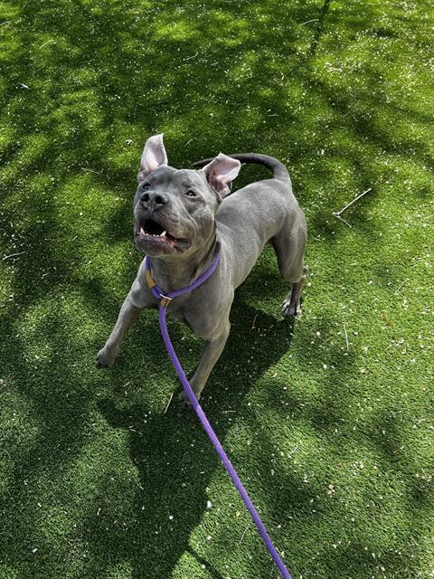 Enlarge FRIAR, a Adoptable Pit Bull Terrier in West Valley City, UT image 1/1