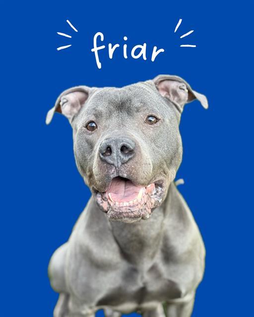 FRIAR, a Adoptable Pit Bull Terrier in West Valley City, UT image 2/2