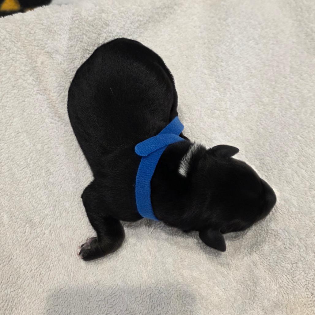 Enlarge Puppy 1, a Adoptable mixed breed in Chandler, AZ image 1/1