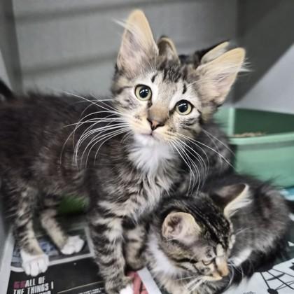 Jace, adopted, Kitten Male Domestic Short Hair.
