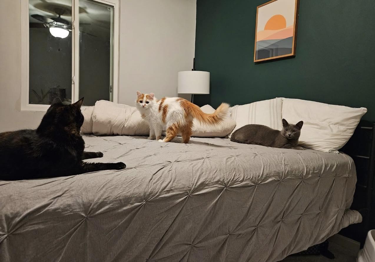 Meeko, a Adoptable Domestic Short Hair in Crown Point, IN image 5/5