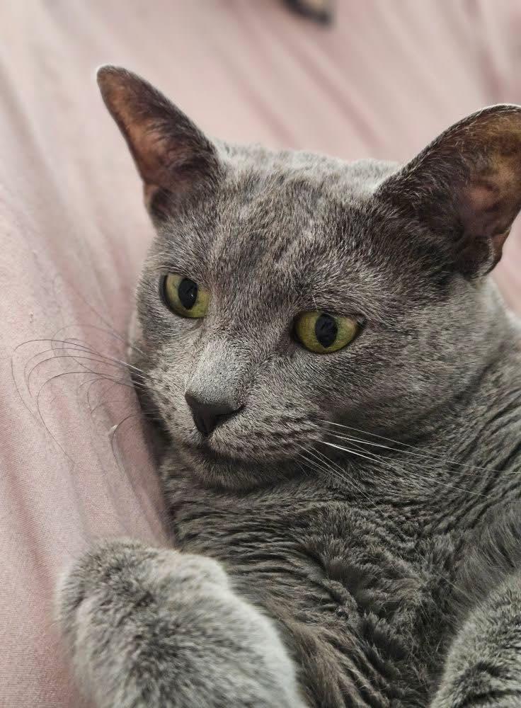 Meeko, a Adoptable Domestic Short Hair in Crown Point, IN image 1/5