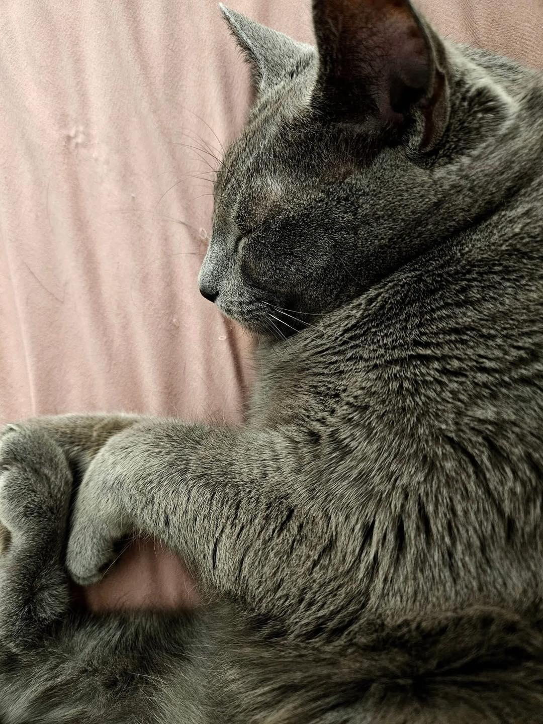 Meeko, a Adoptable Domestic Short Hair in Crown Point, IN image 3/5