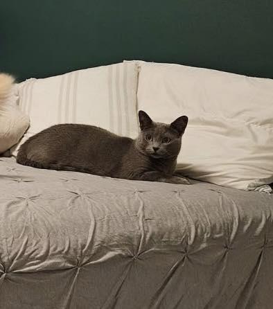 Meeko, a Adoptable Domestic Short Hair in Crown Point, IN image 2/5