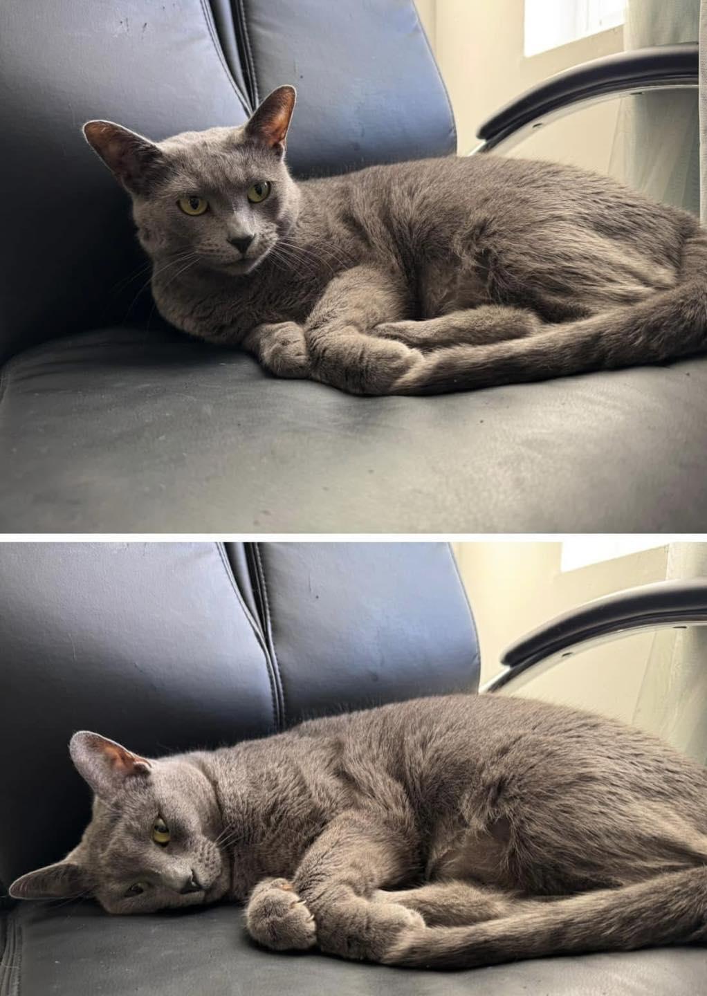 Meeko, a Adoptable Domestic Short Hair in Crown Point, IN image 4/5