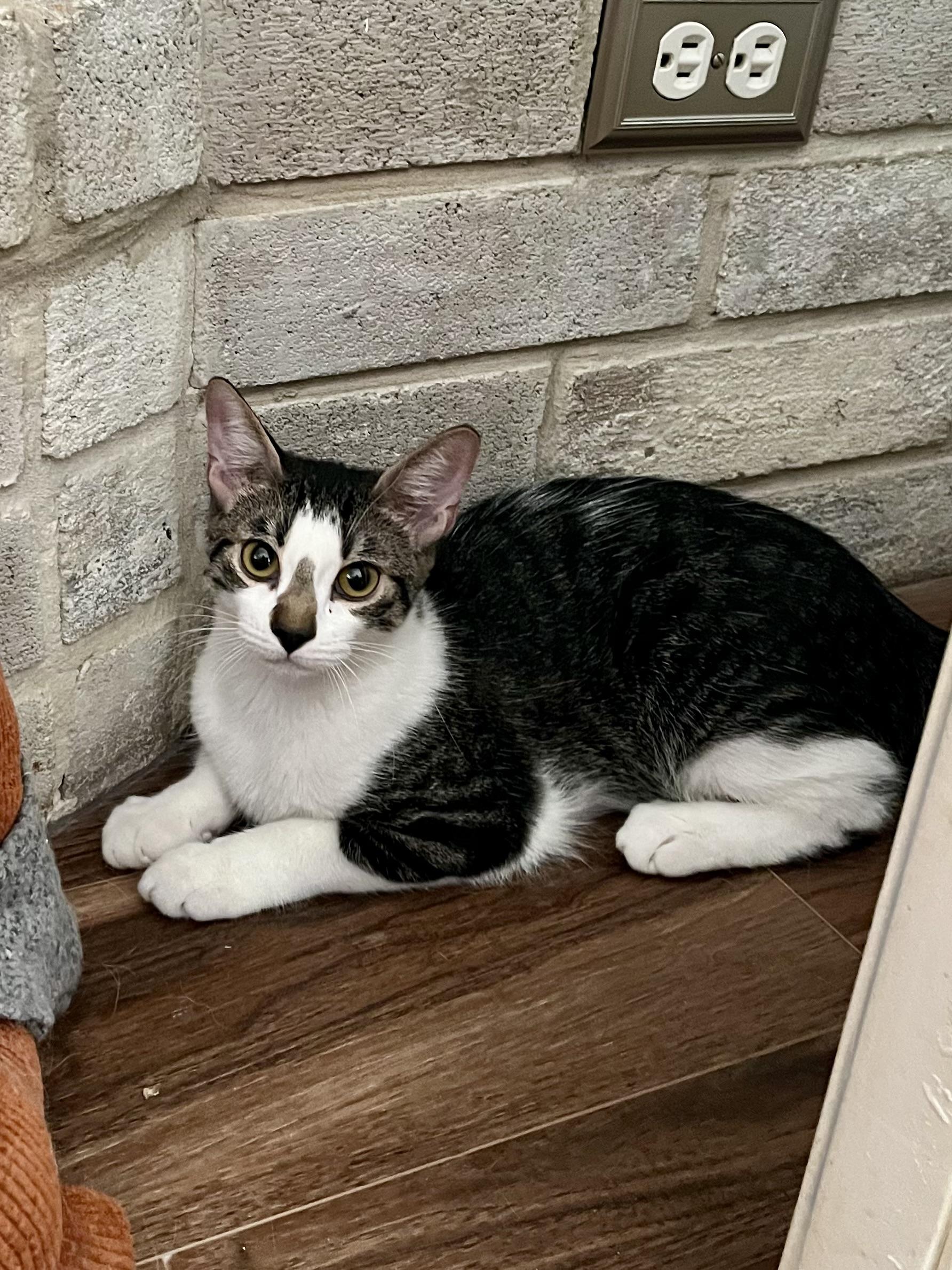 Enlarge Milano CR (bonded with Verona), a ADOPTABLE Domestic Short Hair in Schertz, TX image 1/1