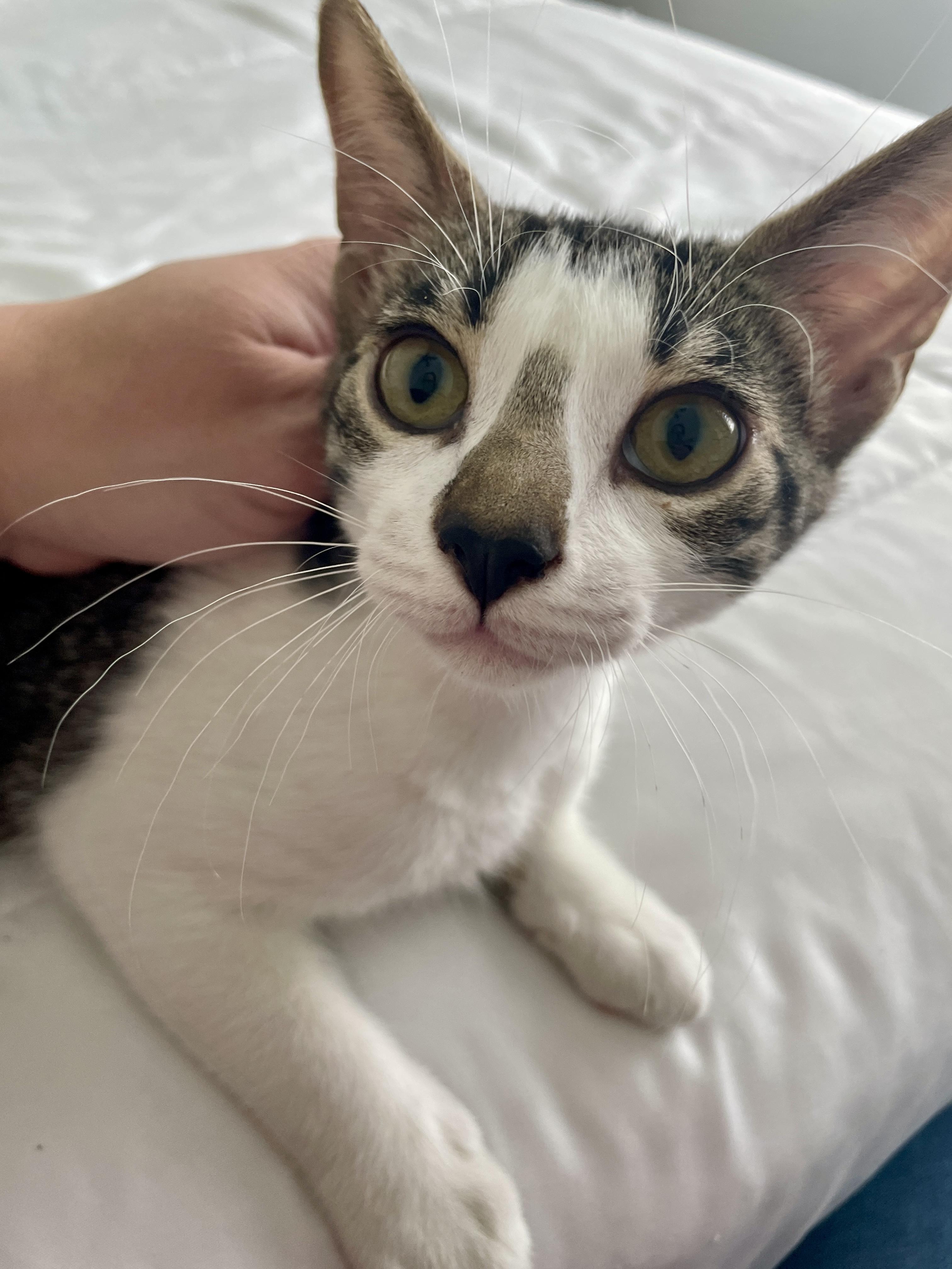 Milano CR, ADOPTABLE, Kitten Male Domestic Short Hair.