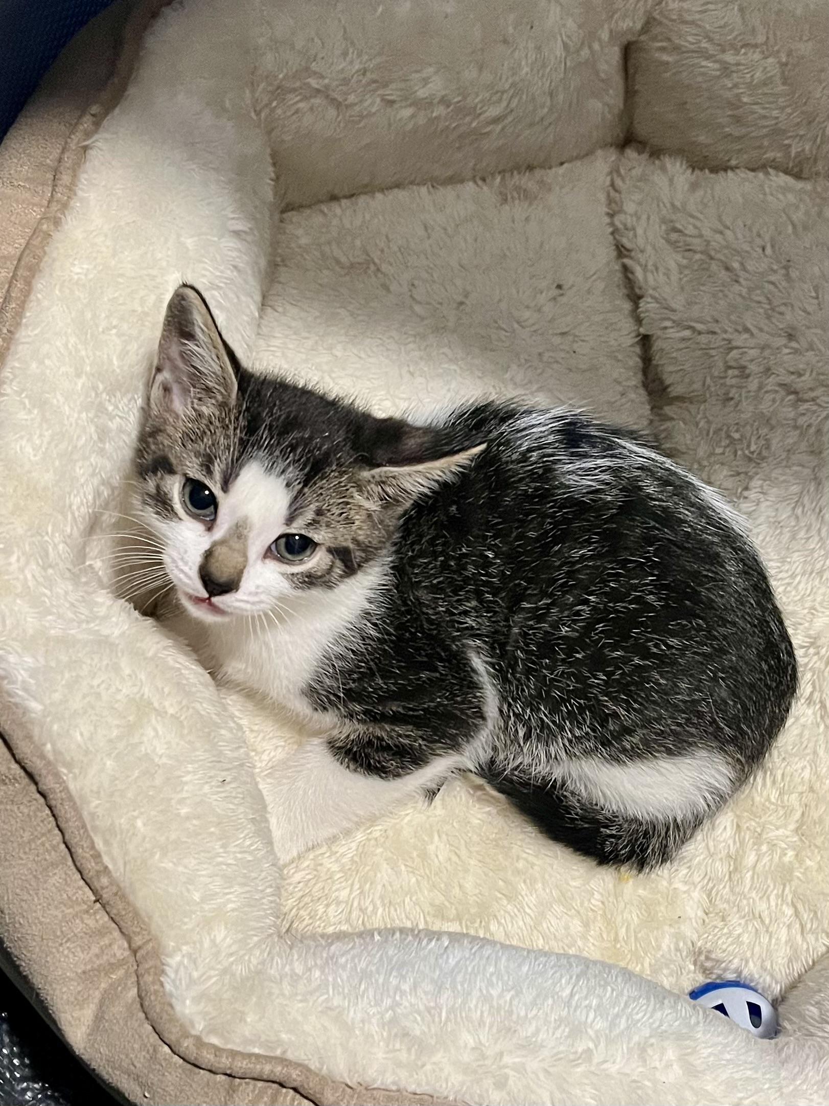 Milano CR, a ADOPTABLE Domestic Short Hair in Schertz, TX image 1/2