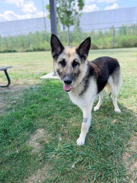 Calla, ADOPTABLE, Adult Female German Shepherd Dog.