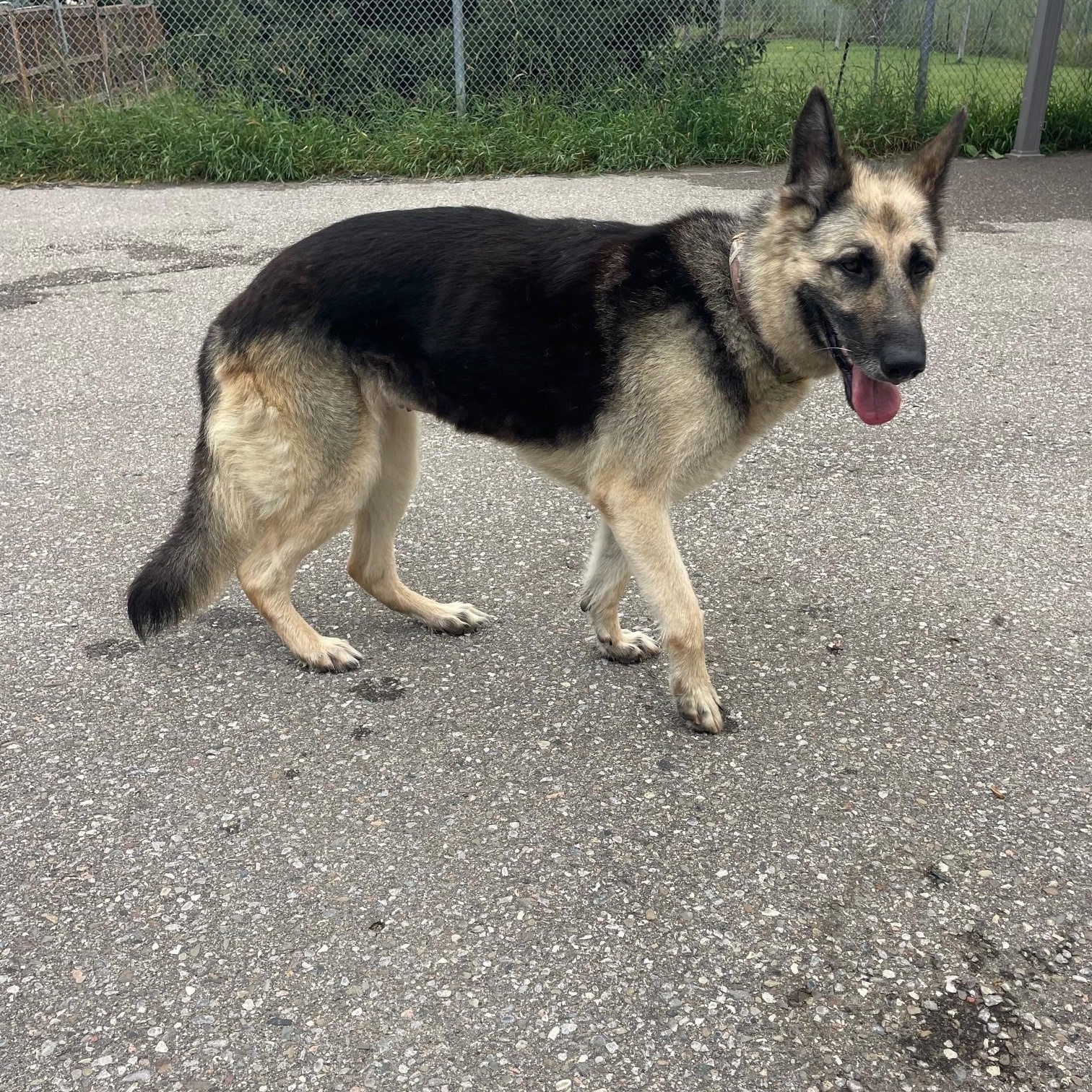 Enlarge Calla, a ADOPTABLE German Shepherd Dog in Caledon, ON image 3/3