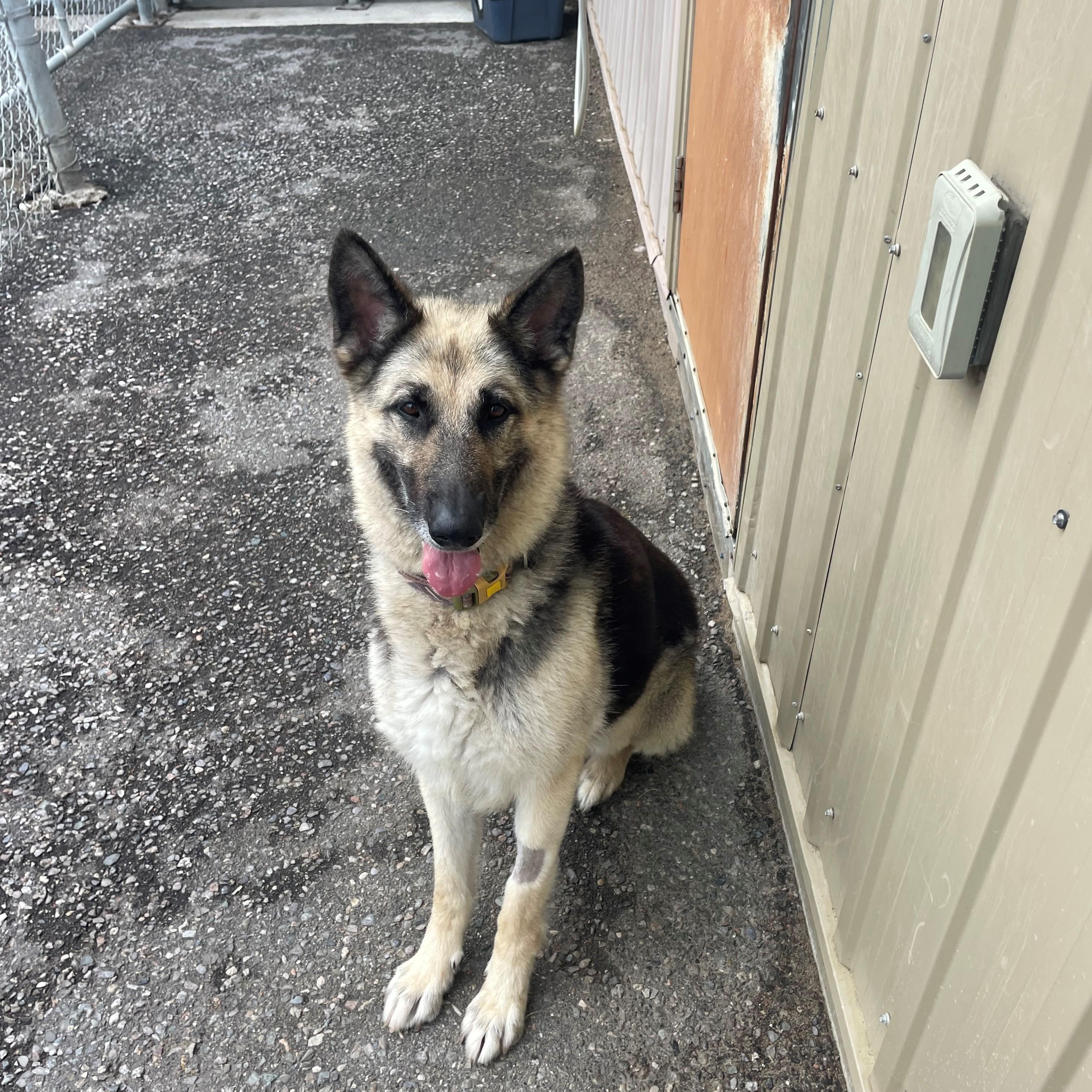 Calla, ADOPTABLE, Adult Female German Shepherd Dog.