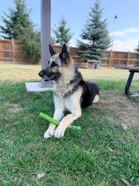 Calla, a ADOPTABLE German Shepherd Dog in Caledon, ON image 2/4