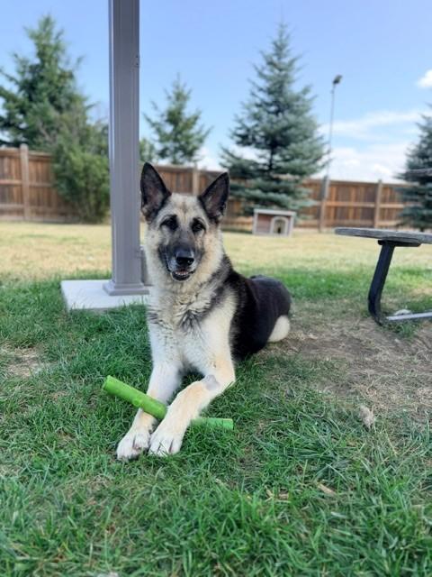 Calla, a ADOPTABLE German Shepherd Dog in Caledon, ON image 3/4