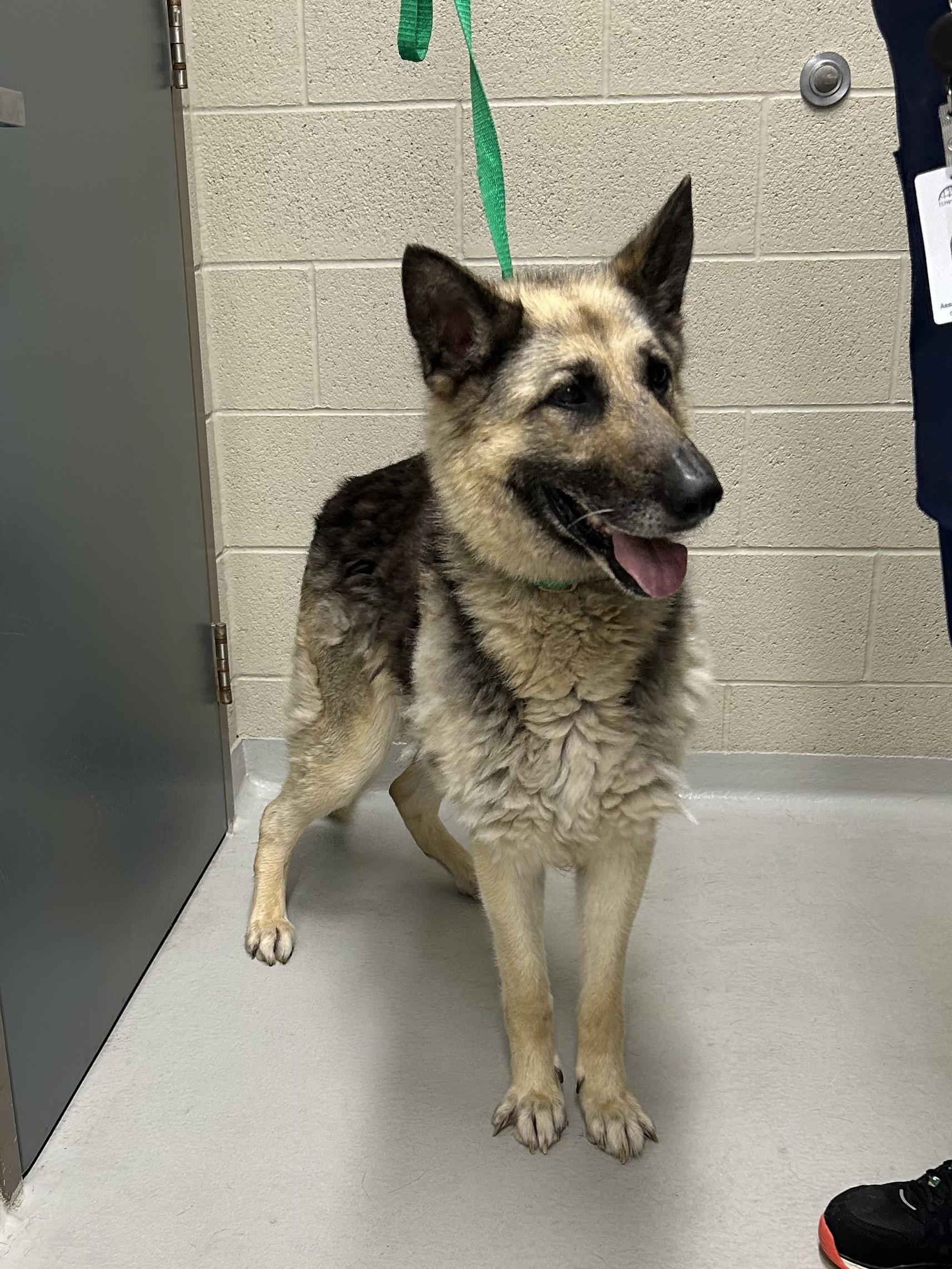 Enlarge Calla, a ADOPTABLE German Shepherd Dog in Caledon, ON image 2/3