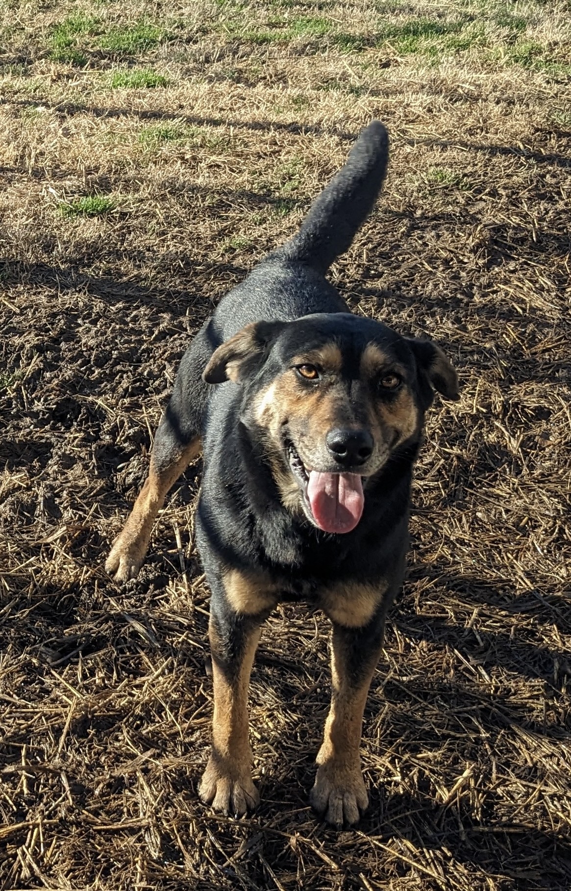 Enlarge Lorrie, a Adoptable mixed breed in Newport, AR image 1/6