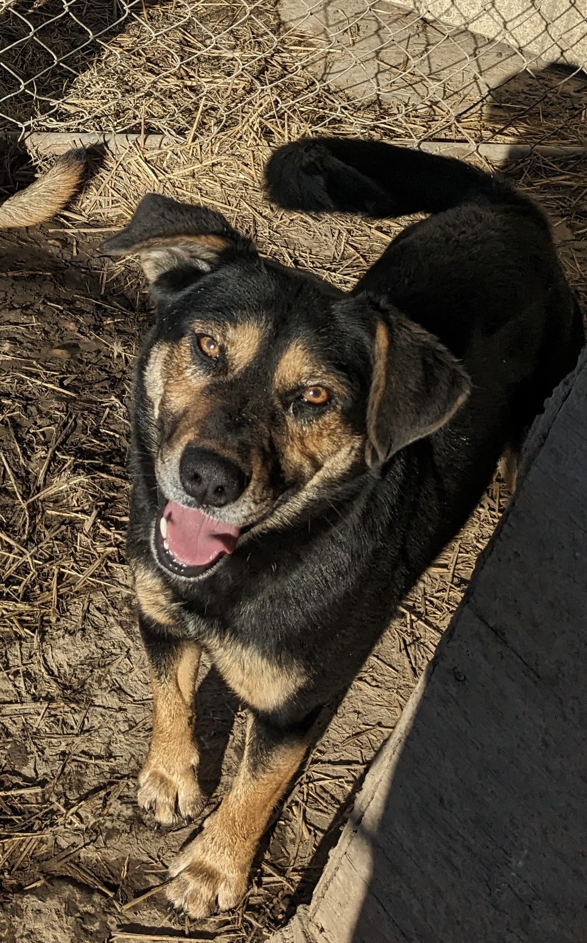 Enlarge Lorrie, a Adoptable mixed breed in Newport, AR image 2/6