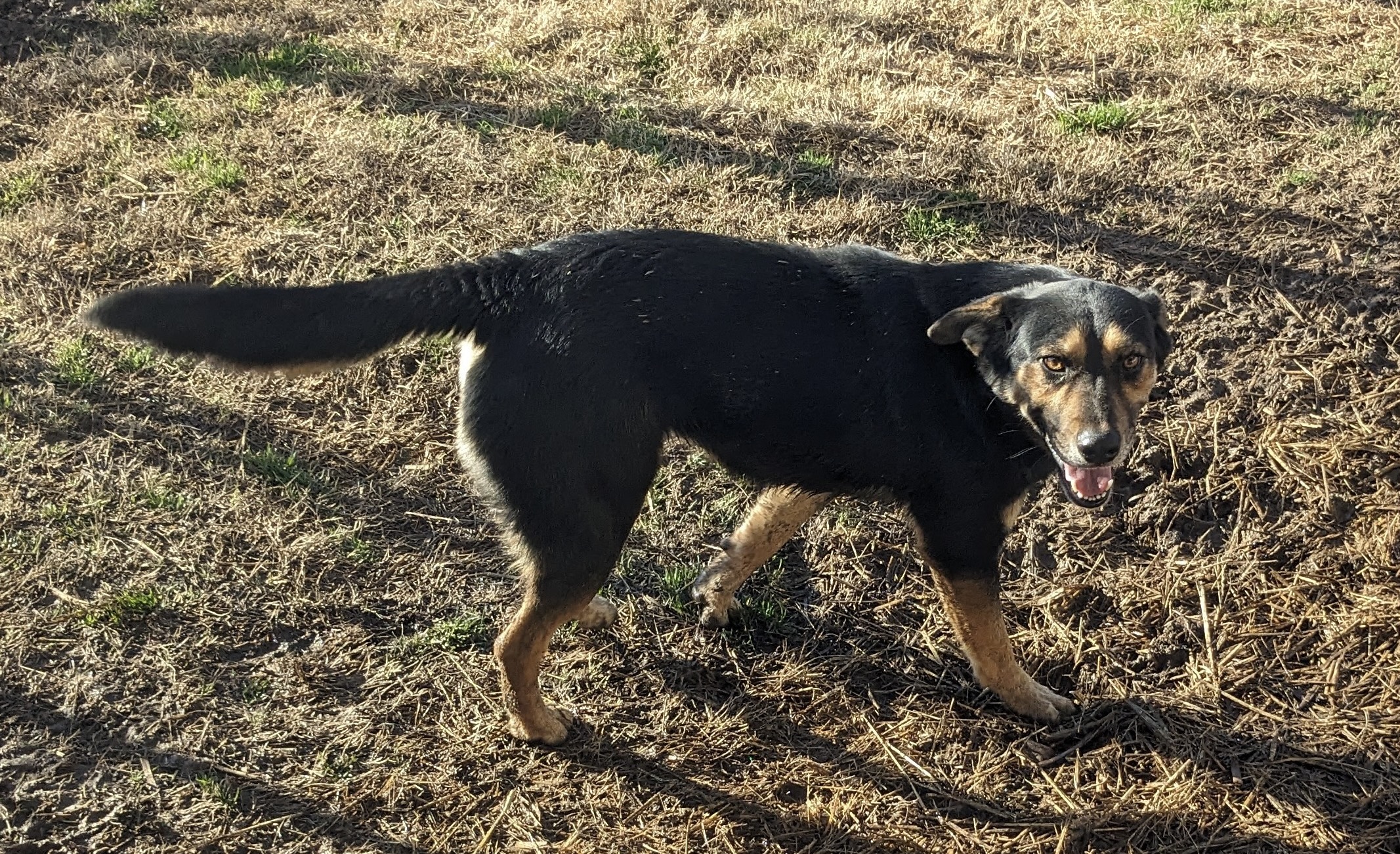 Enlarge Lorrie, a Adoptable mixed breed in Newport, AR image 3/6