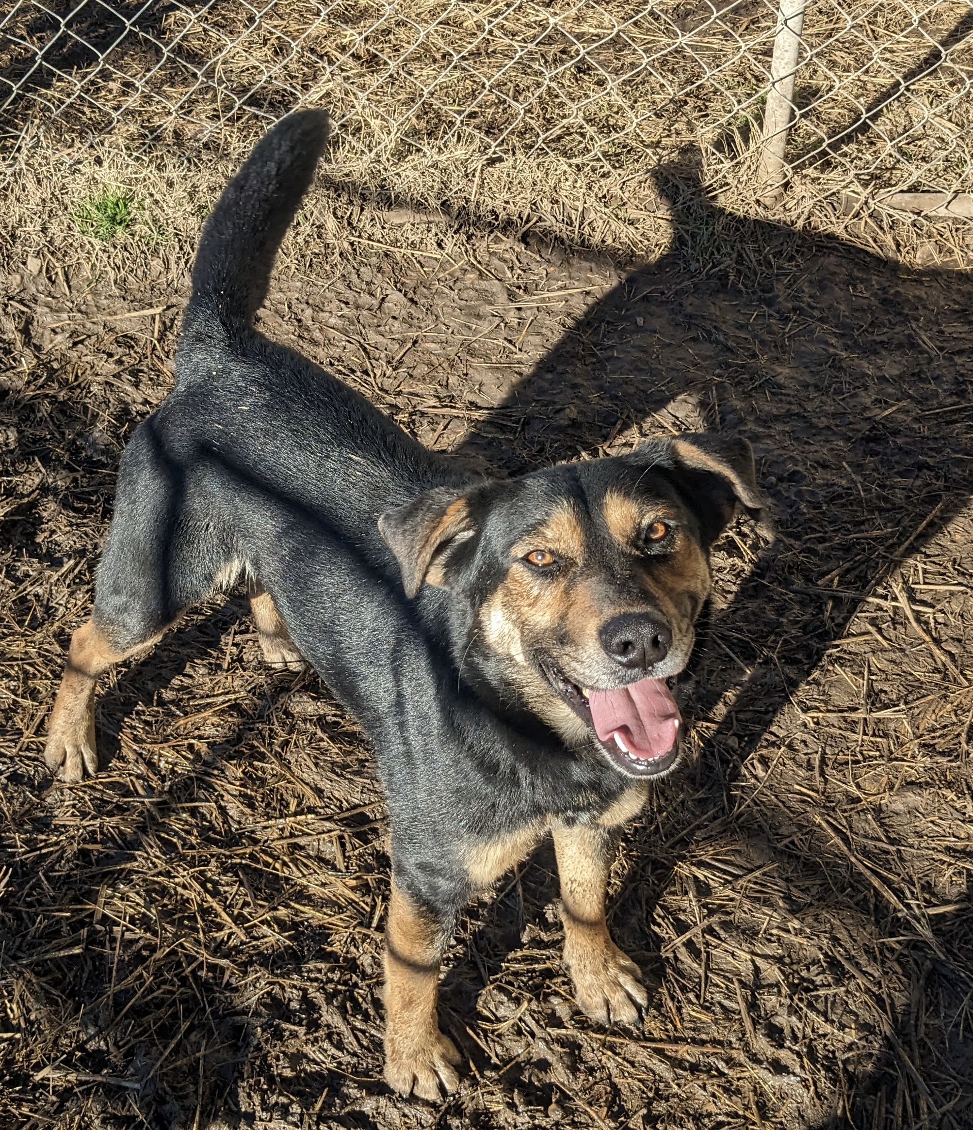 Enlarge Lorrie, a Adoptable mixed breed in Newport, AR image 4/6