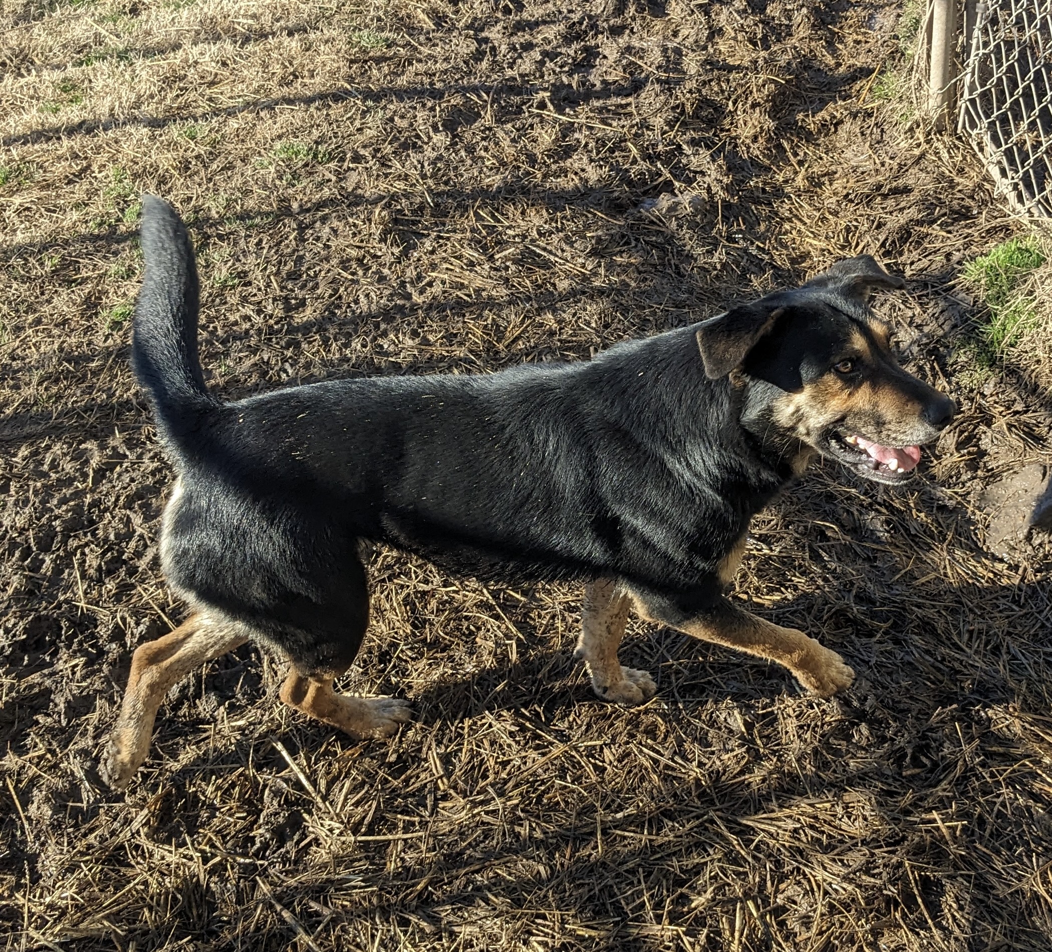 Enlarge Lorrie, a Adoptable mixed breed in Newport, AR image 5/6