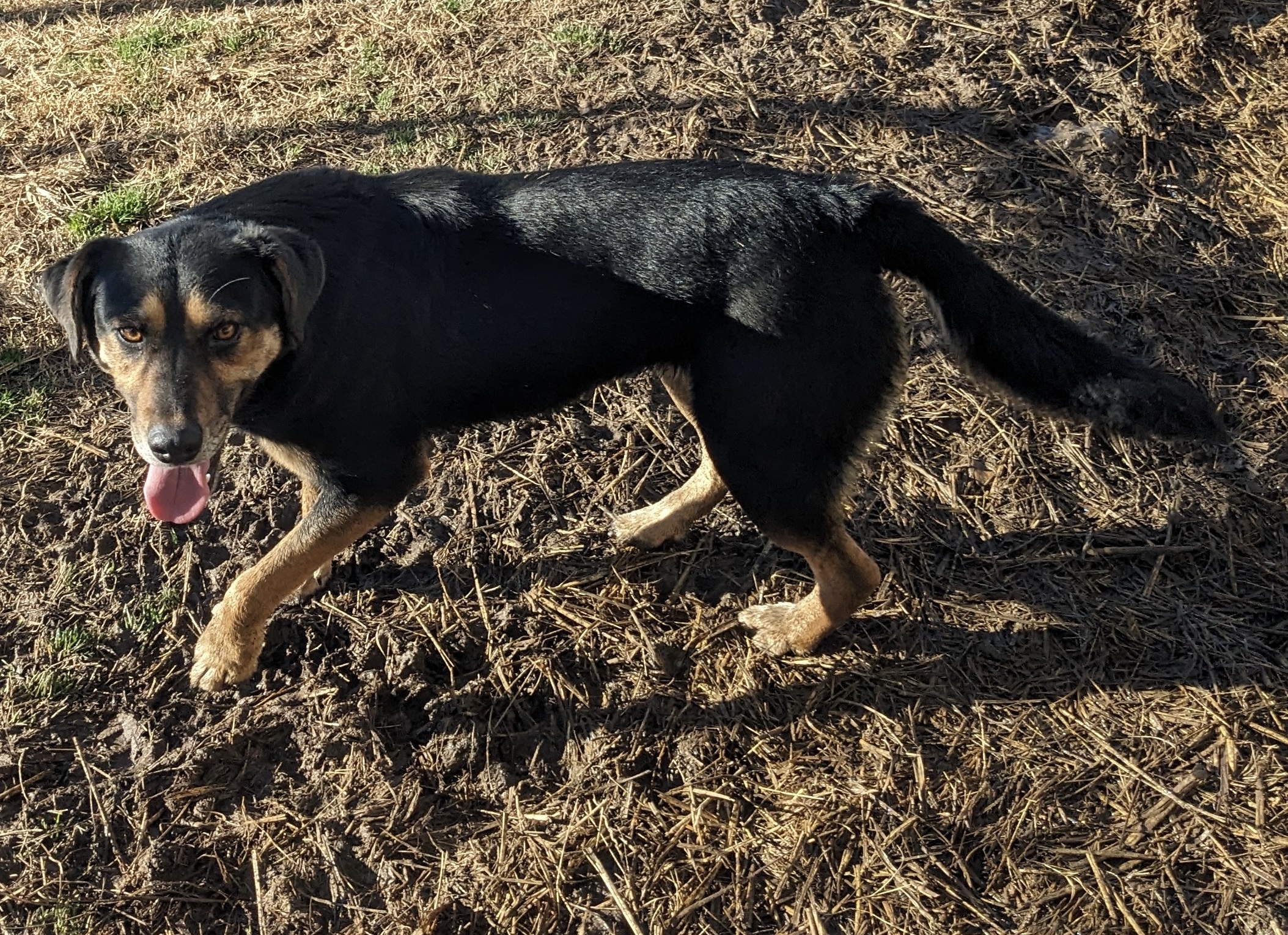 Enlarge Lorrie, a Adoptable mixed breed in Newport, AR image 6/6