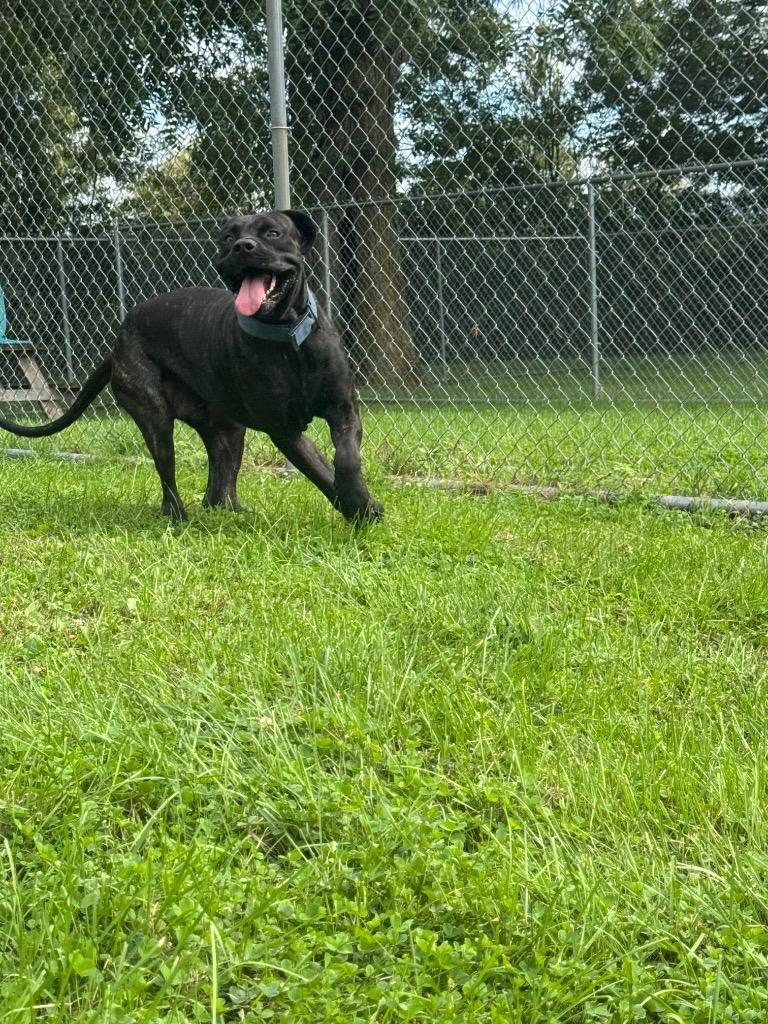 Zeus, Adoptable, Young Male Cane Corso & Mixed Breed.