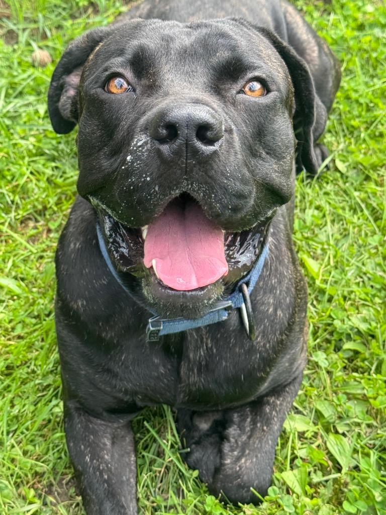 Enlarge Zeus, a Adoptable mixed breed in Marion, OH image 2/5