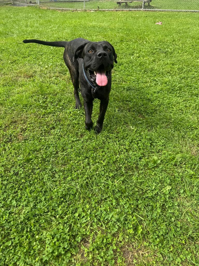 Enlarge Zeus, a Adoptable mixed breed in Marion, OH image 3/5