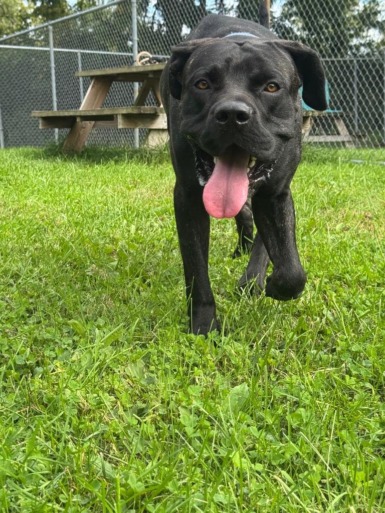 Enlarge Zeus, a Adoptable mixed breed in Marion, OH image 4/5