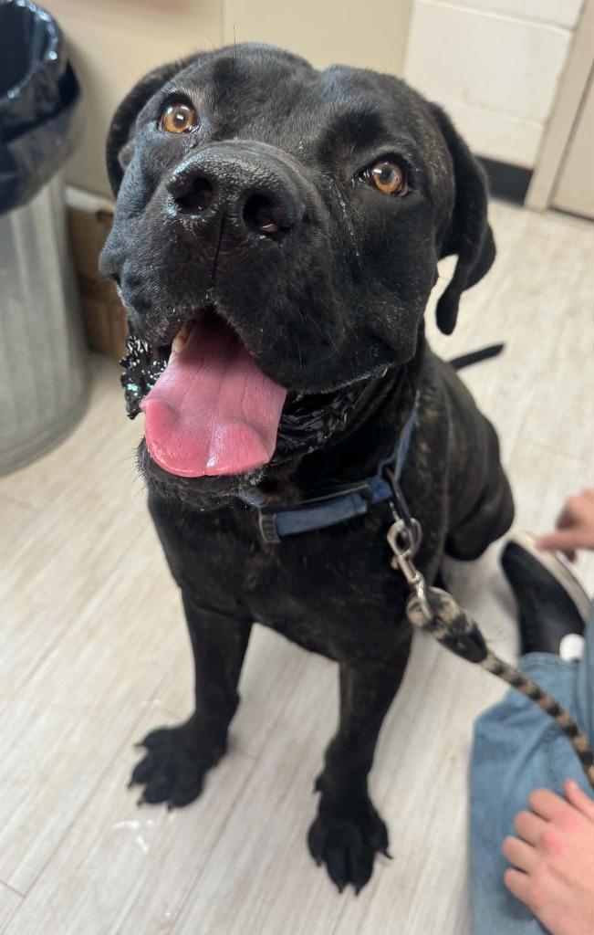 Enlarge Zeus, a Adoptable mixed breed in Marion, OH image 5/5