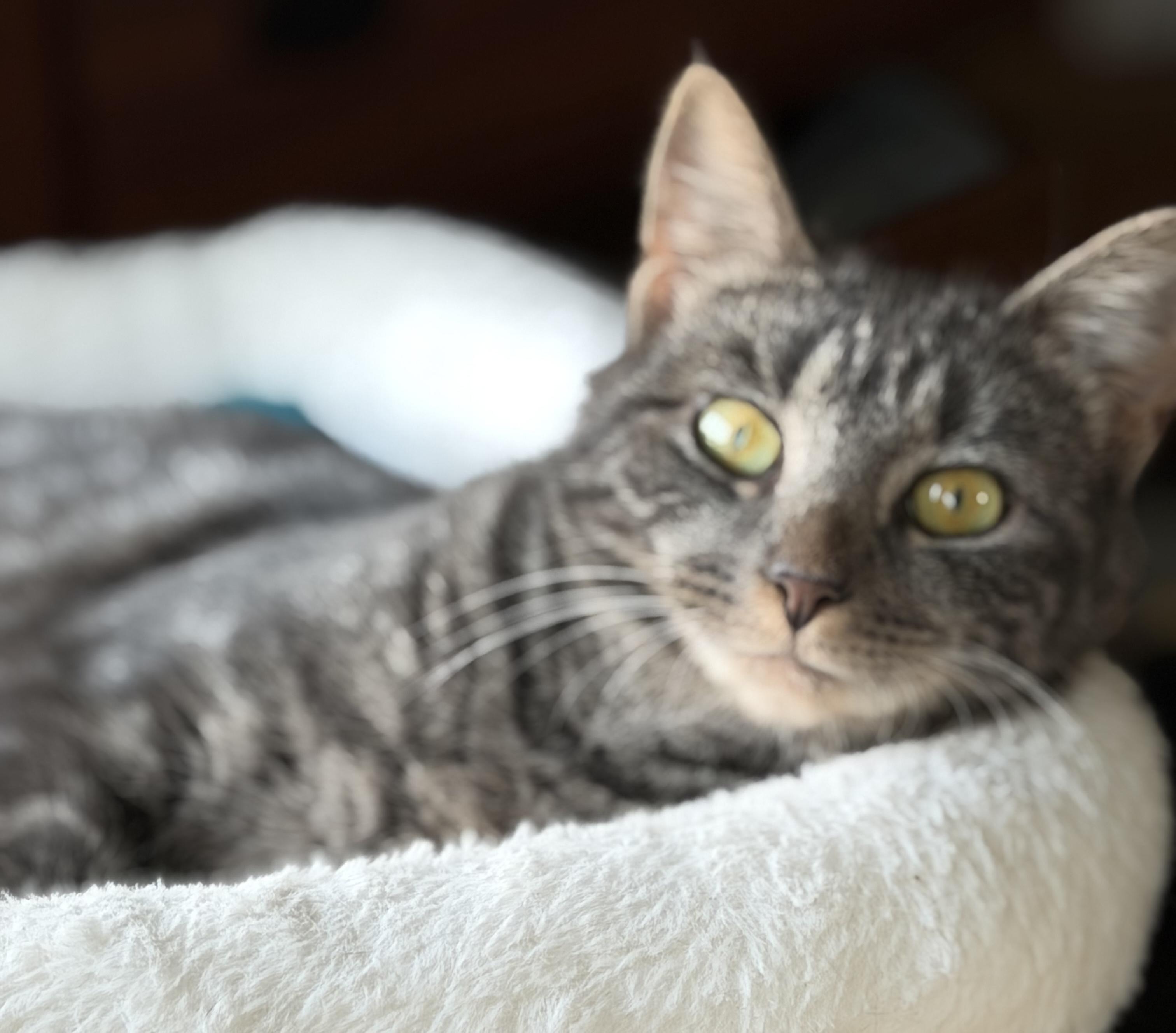 Freya, ADOPTABLE, Young Female Domestic Short Hair.