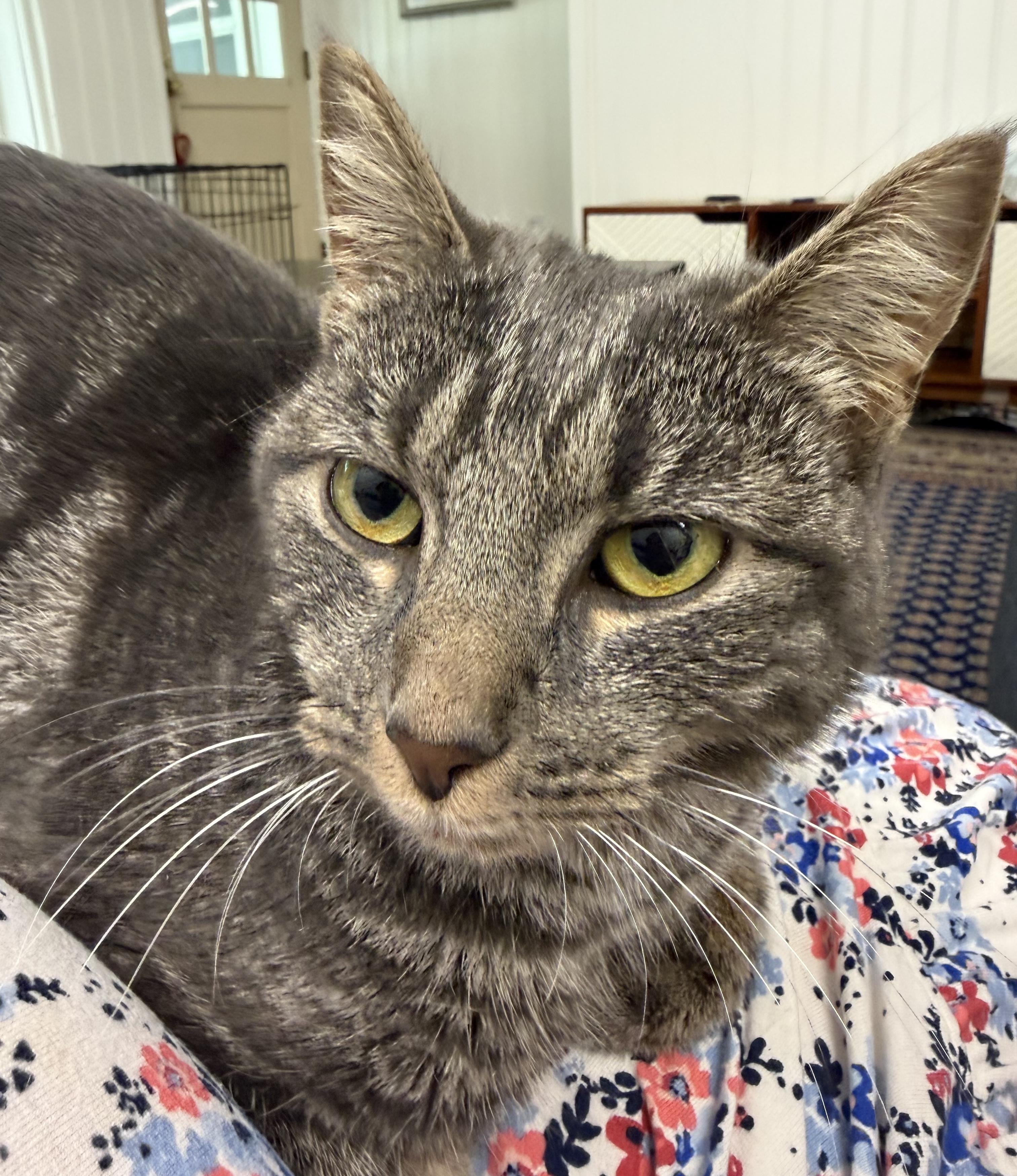 Enlarge Freya, a ADOPTABLE mixed breed in Schenectady, NY image 4/4
