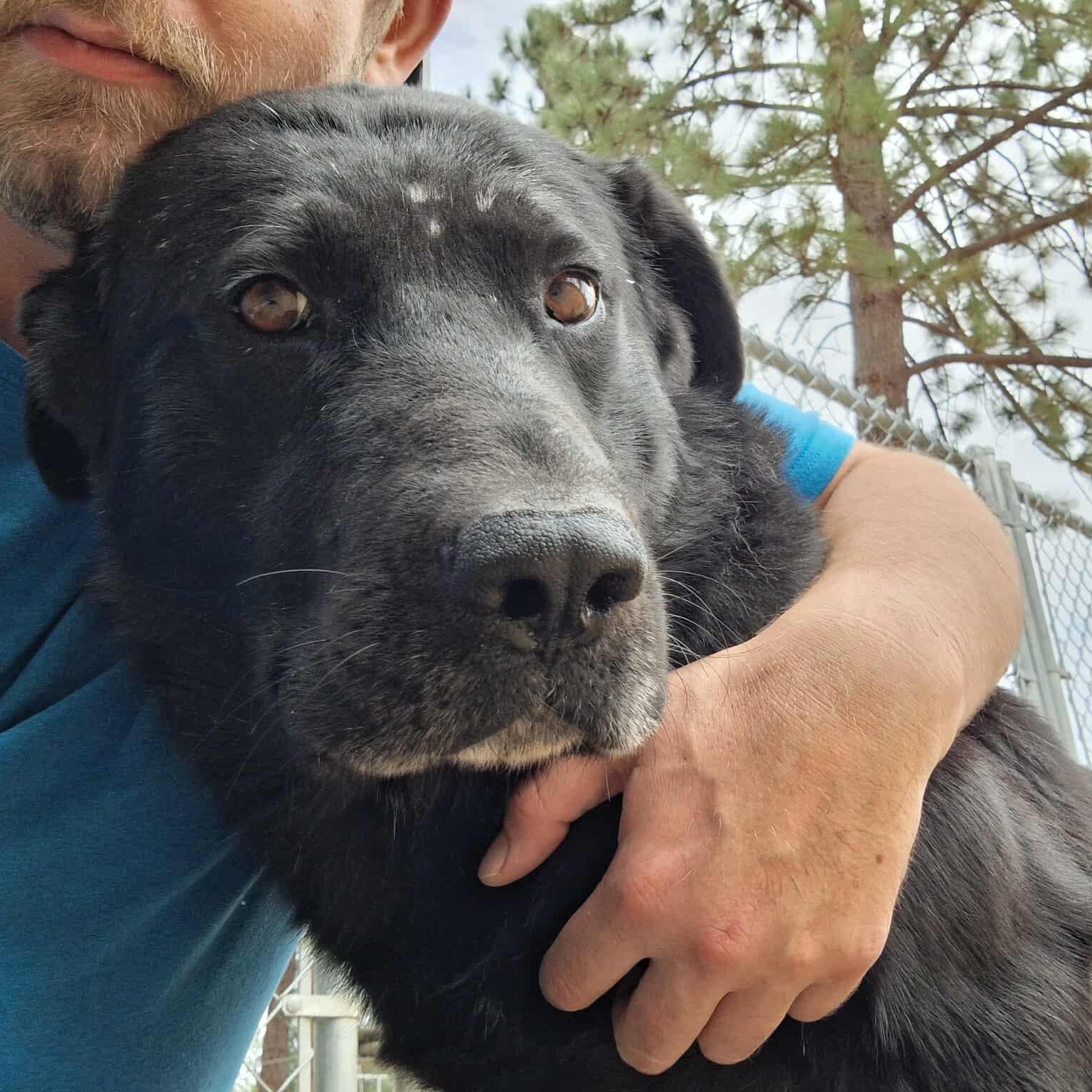 Sunny, a Adoptable mixed breed in Weaverville, CA image 4/5