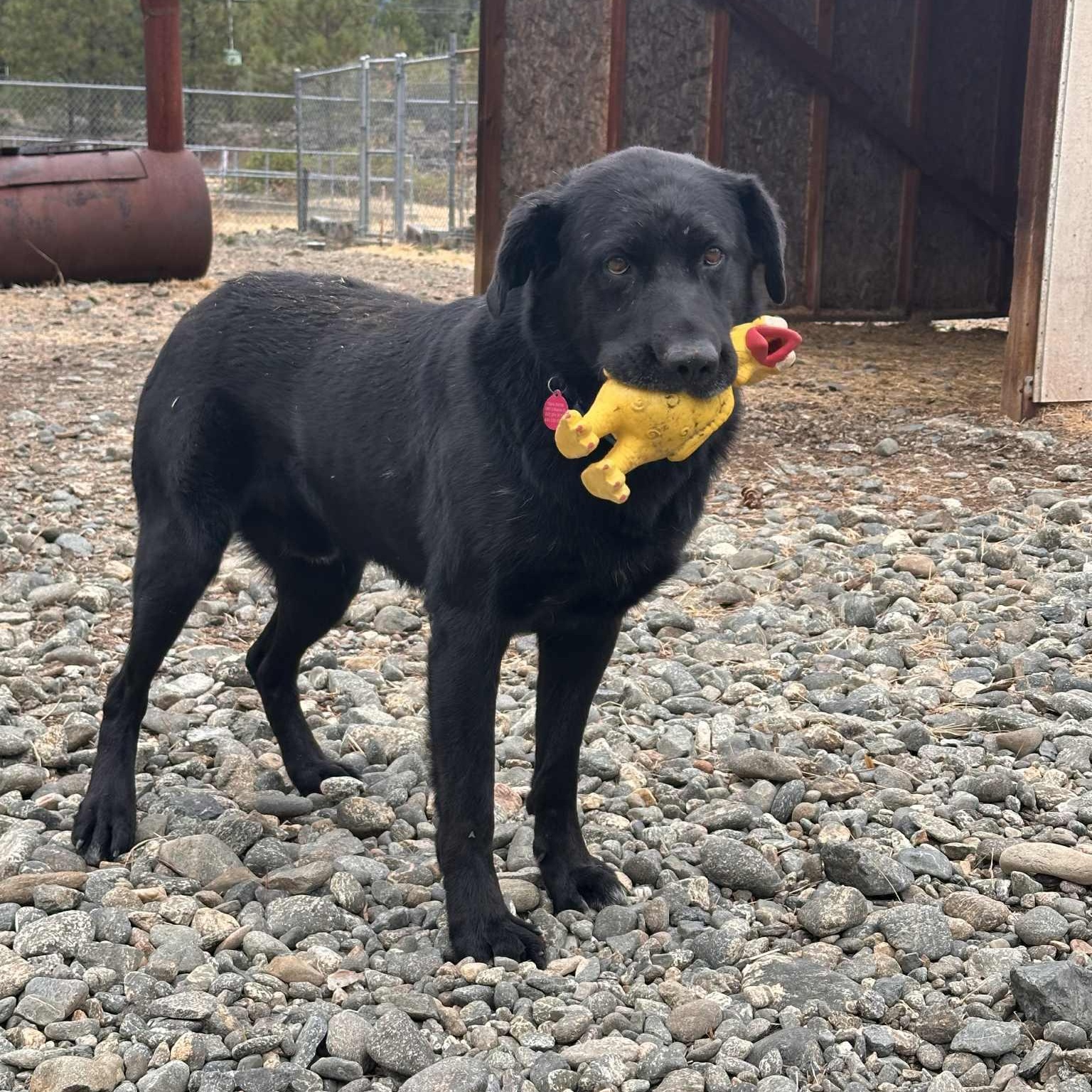 Sunny, a Adoptable mixed breed in Weaverville, CA image 2/5