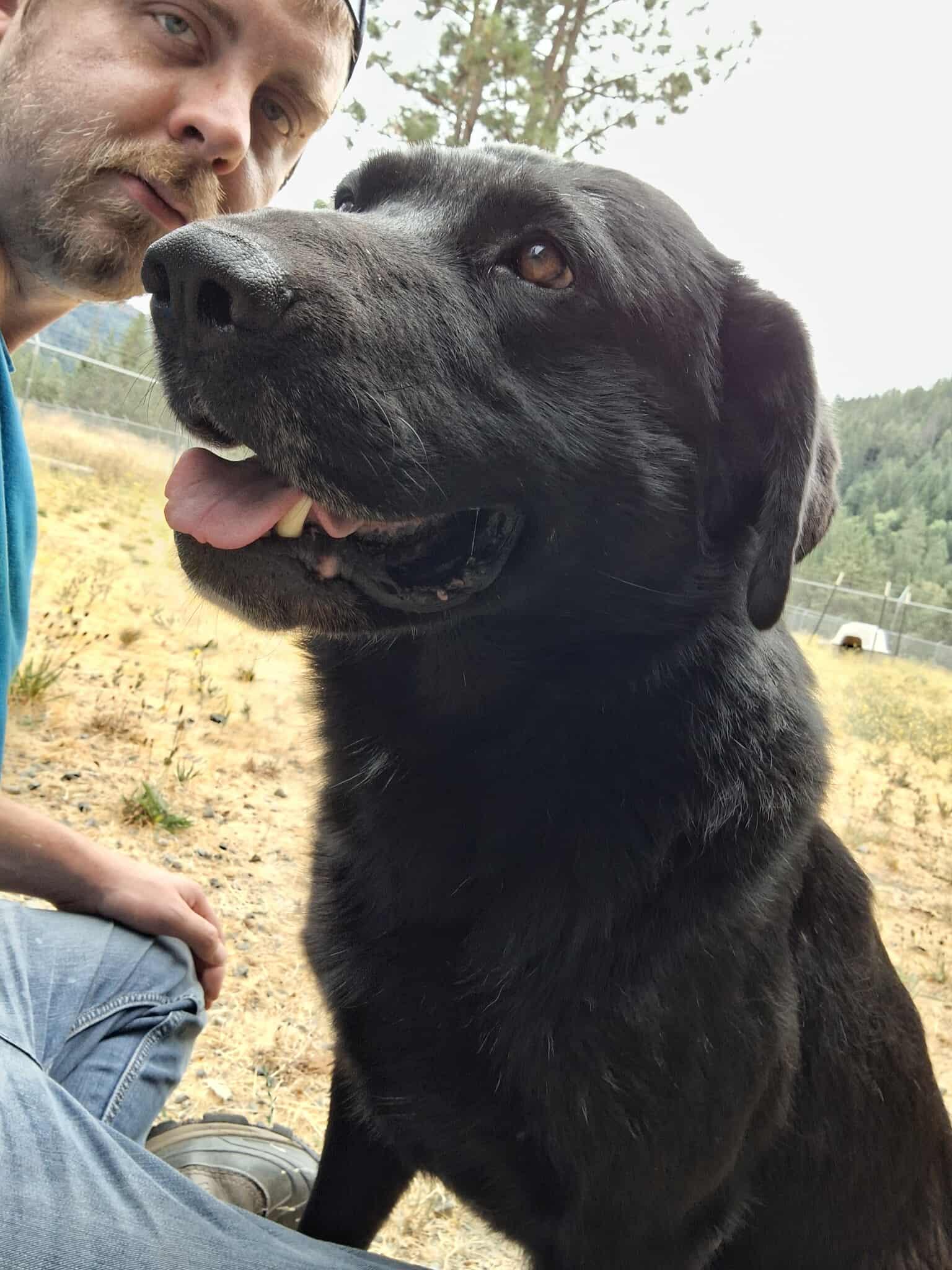 Sunny, a Adoptable mixed breed in Weaverville, CA image 5/5