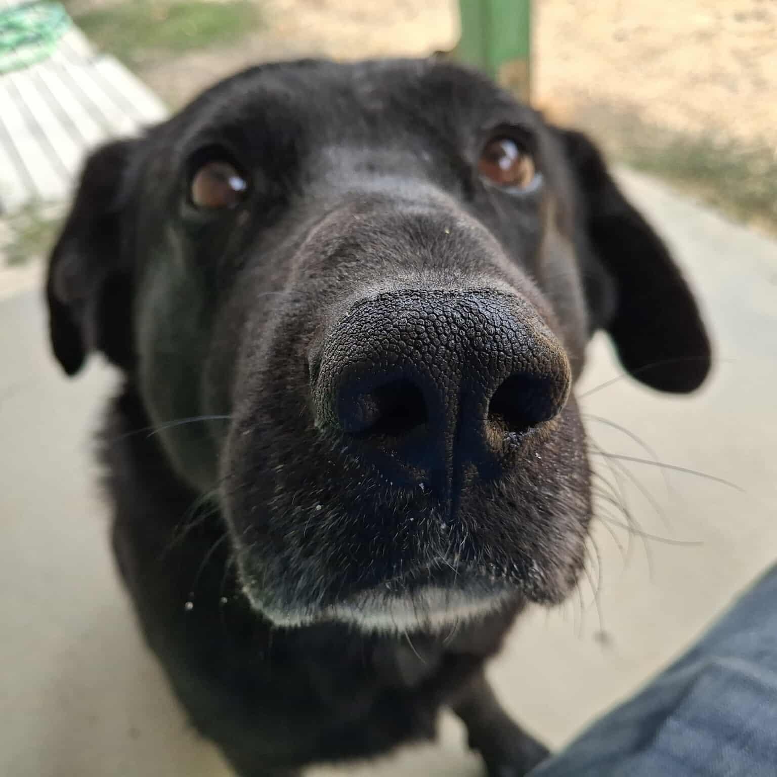 Sunny, Adoptable, Adult Male Black Labrador Retriever.