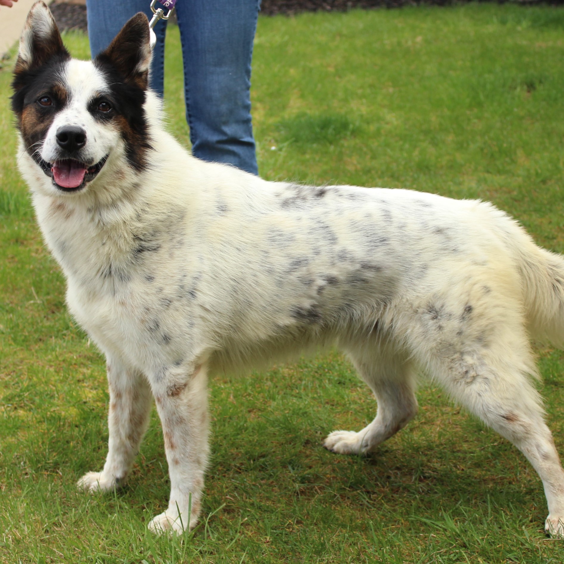 Enlarge Banjo, a Adoptable mixed breed in Eaton, OH image 2/6