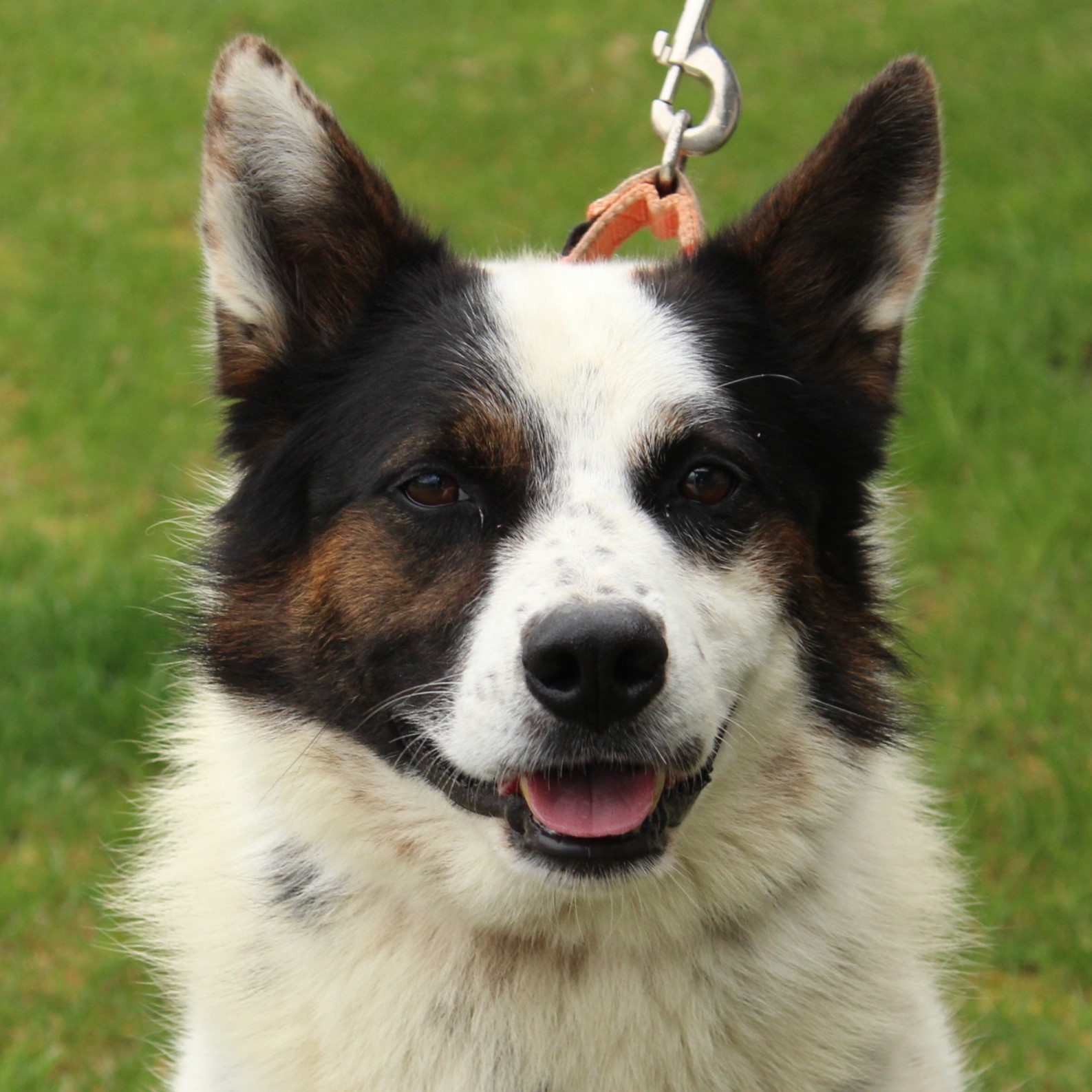 Enlarge Banjo, a Adoptable mixed breed in Eaton, OH image 1/6