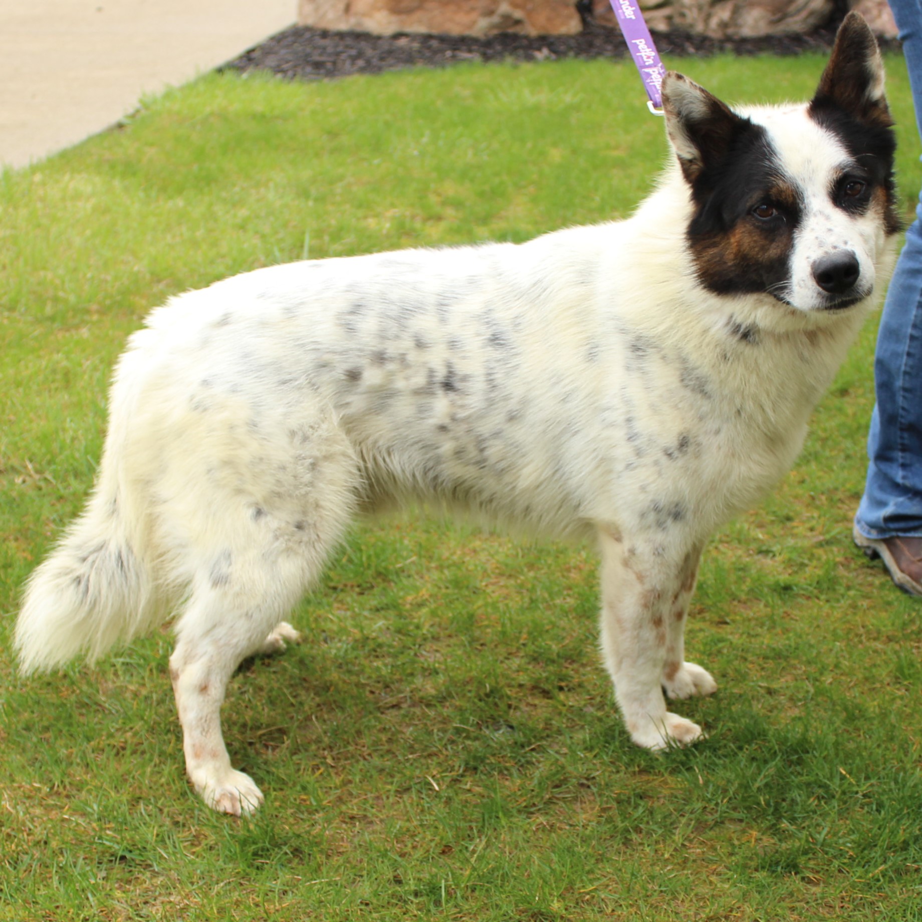Enlarge Banjo, a Adoptable mixed breed in Eaton, OH image 3/6