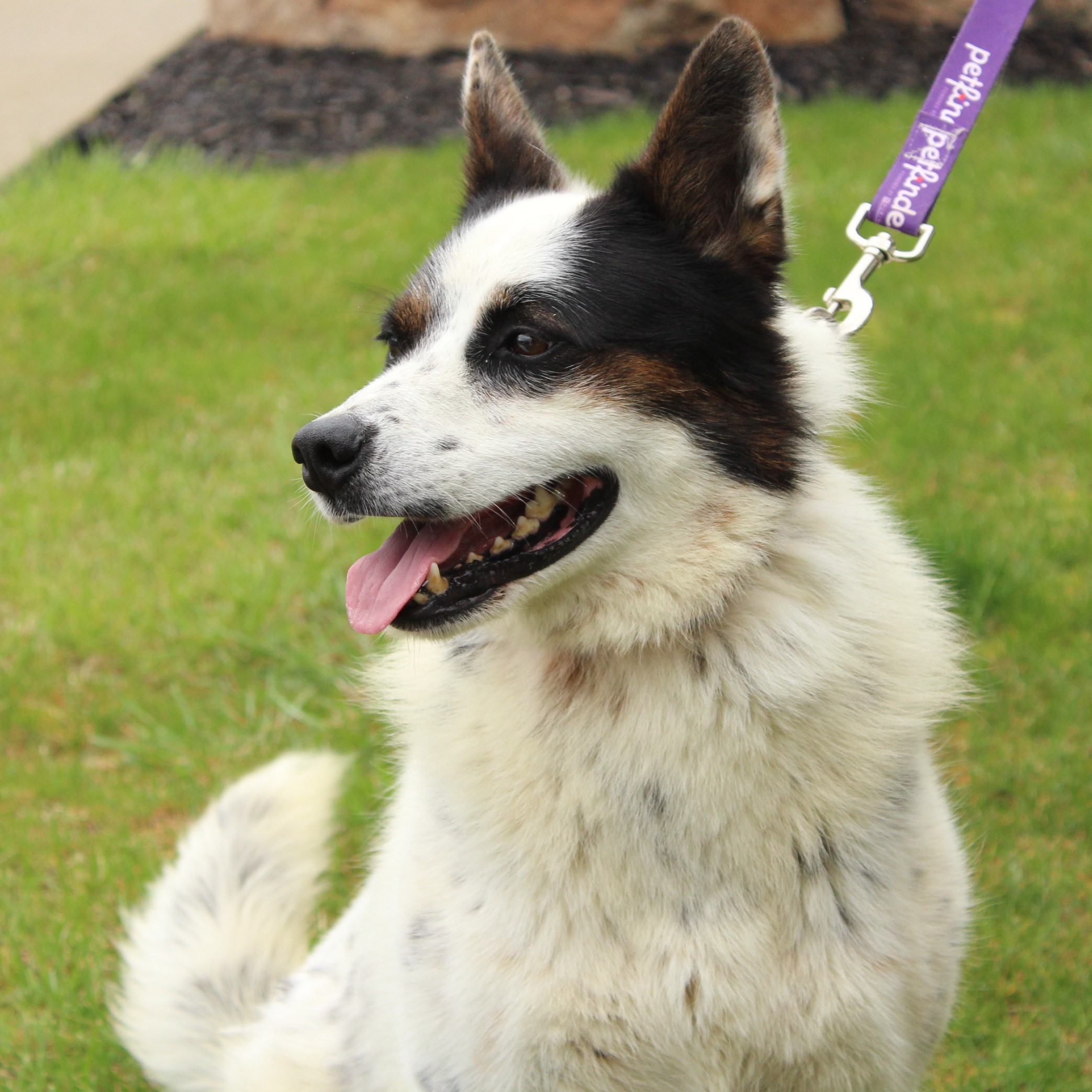 Enlarge Banjo, a Adoptable mixed breed in Eaton, OH image 4/6